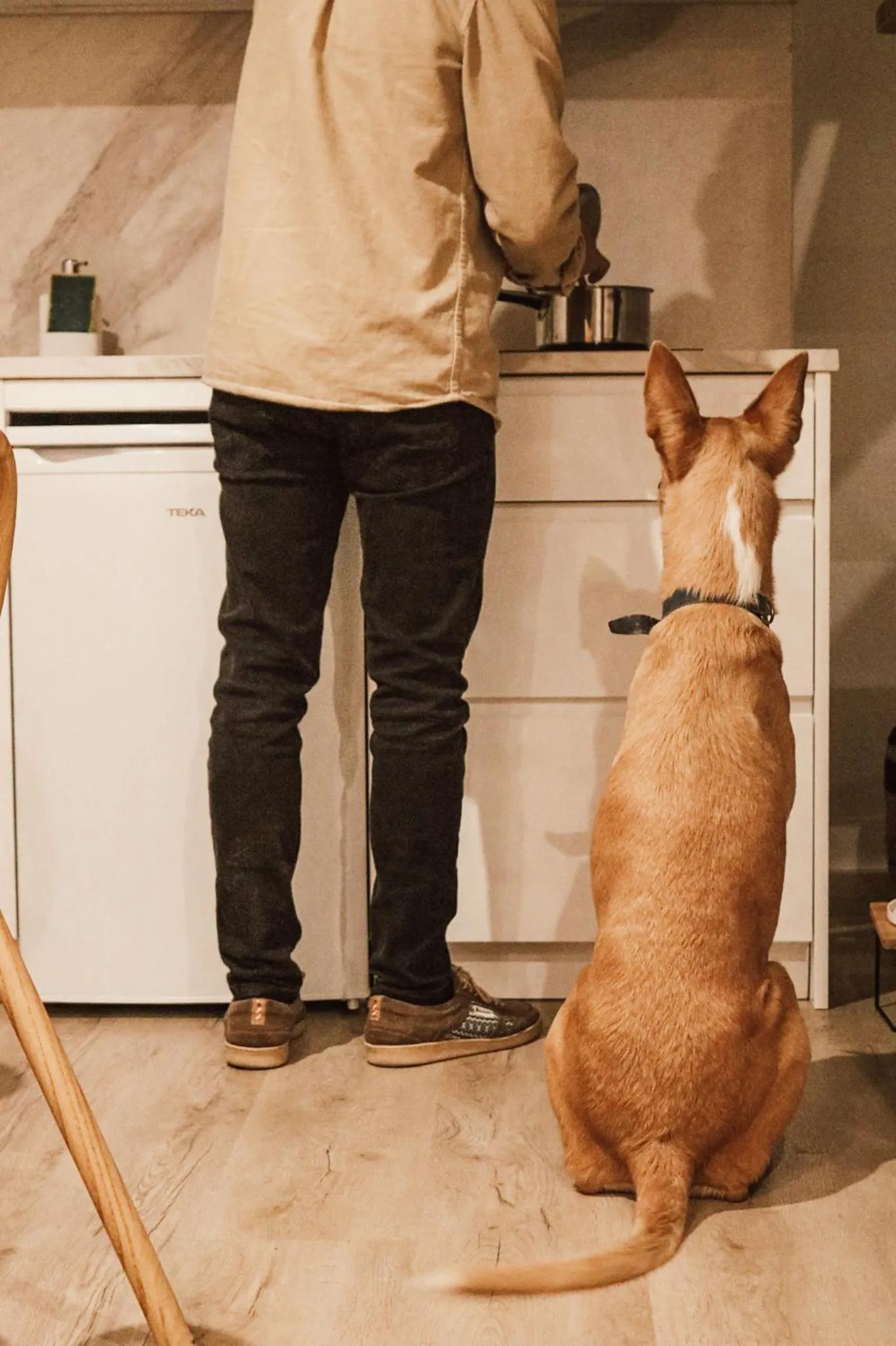 Animals in Apartamentos Málaga Premium - Calle Granada