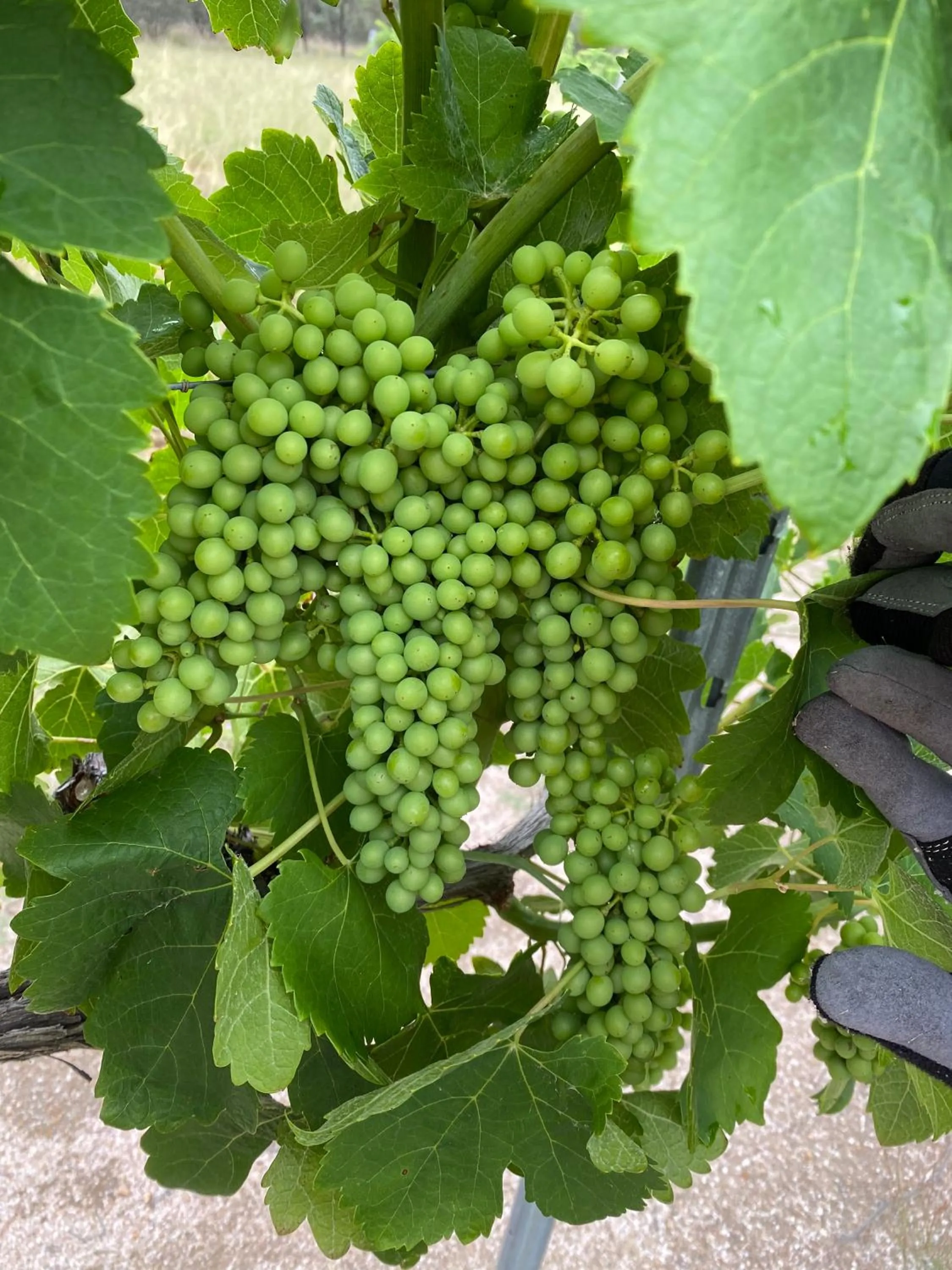 Natural landscape in Big Fella Wines & Farmstay