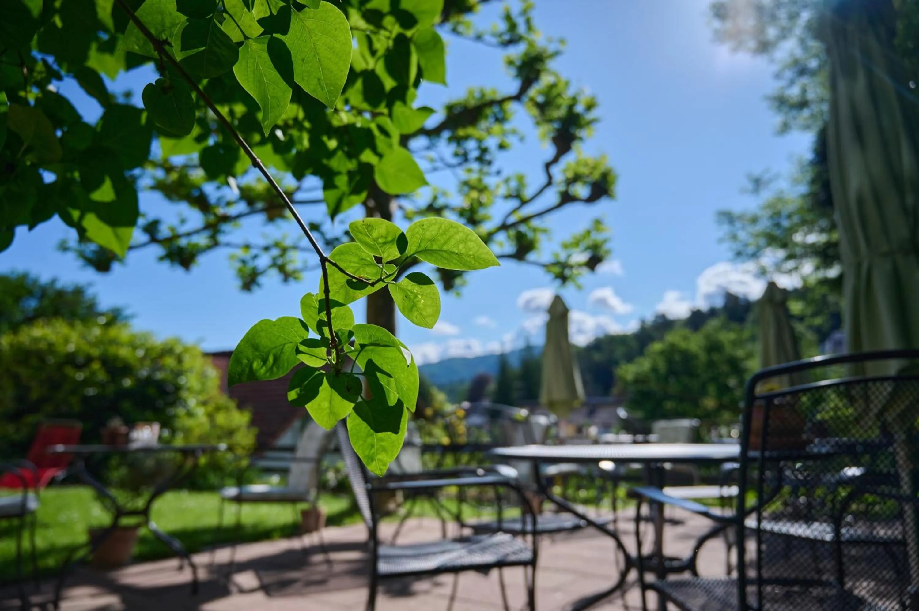 Restaurant/places to eat in Hotel Morgensonne