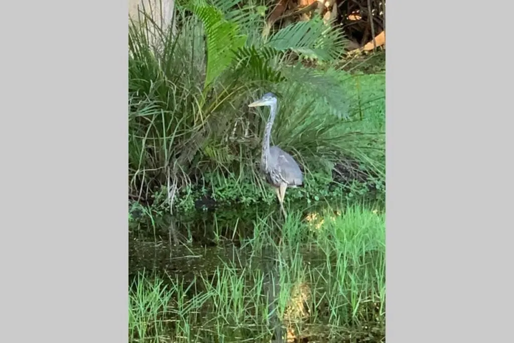 Lake view in Bonita Oasis