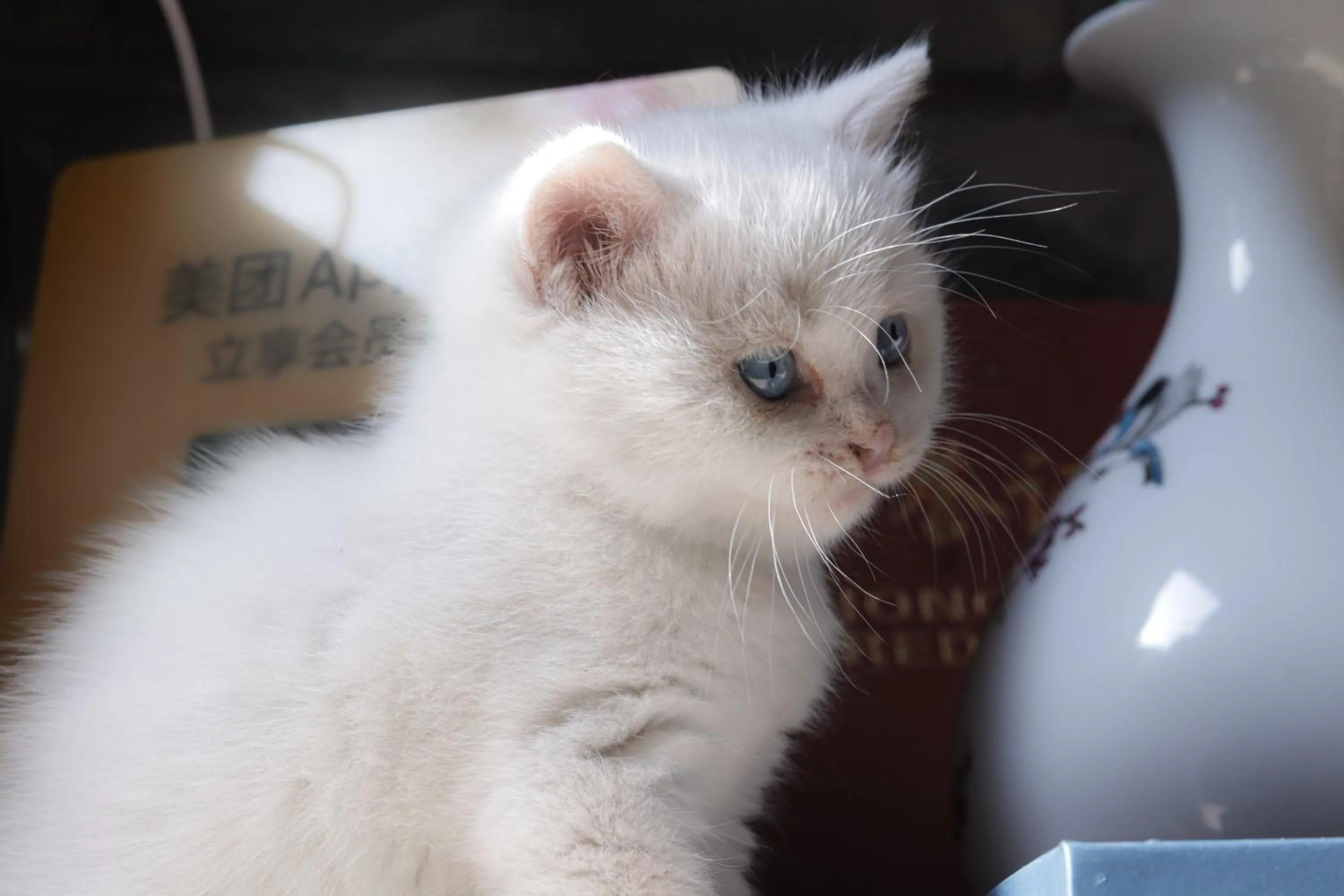 Pets in Templeside Courtyard Hotel Close to Sqaure Forbidden next to White temple Free laundry and breakfast Personalized Needs Develop