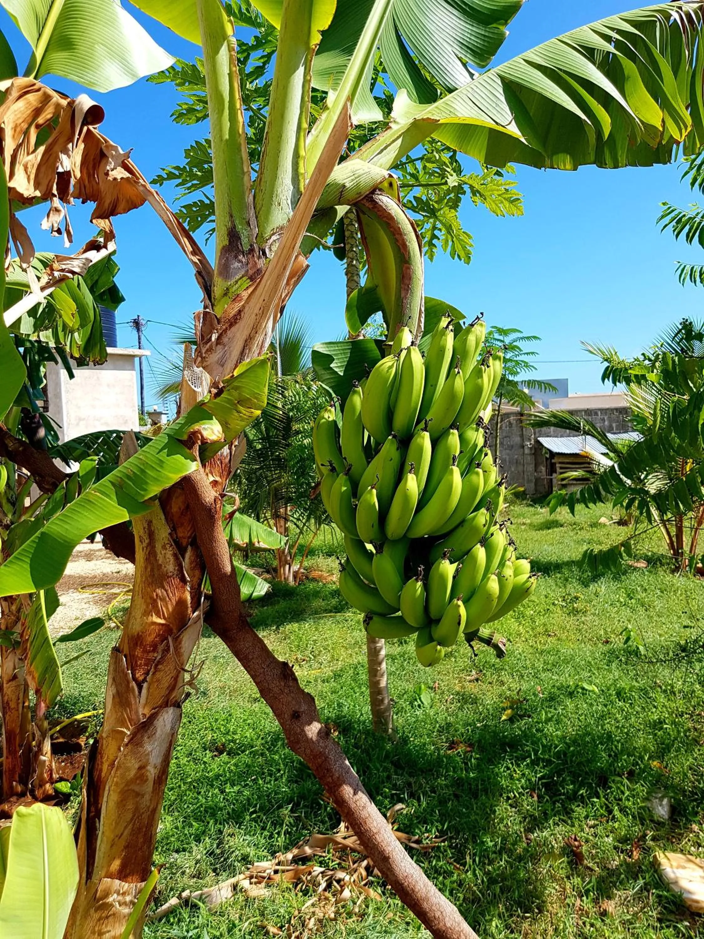 Garden in Mimi na wewe villa