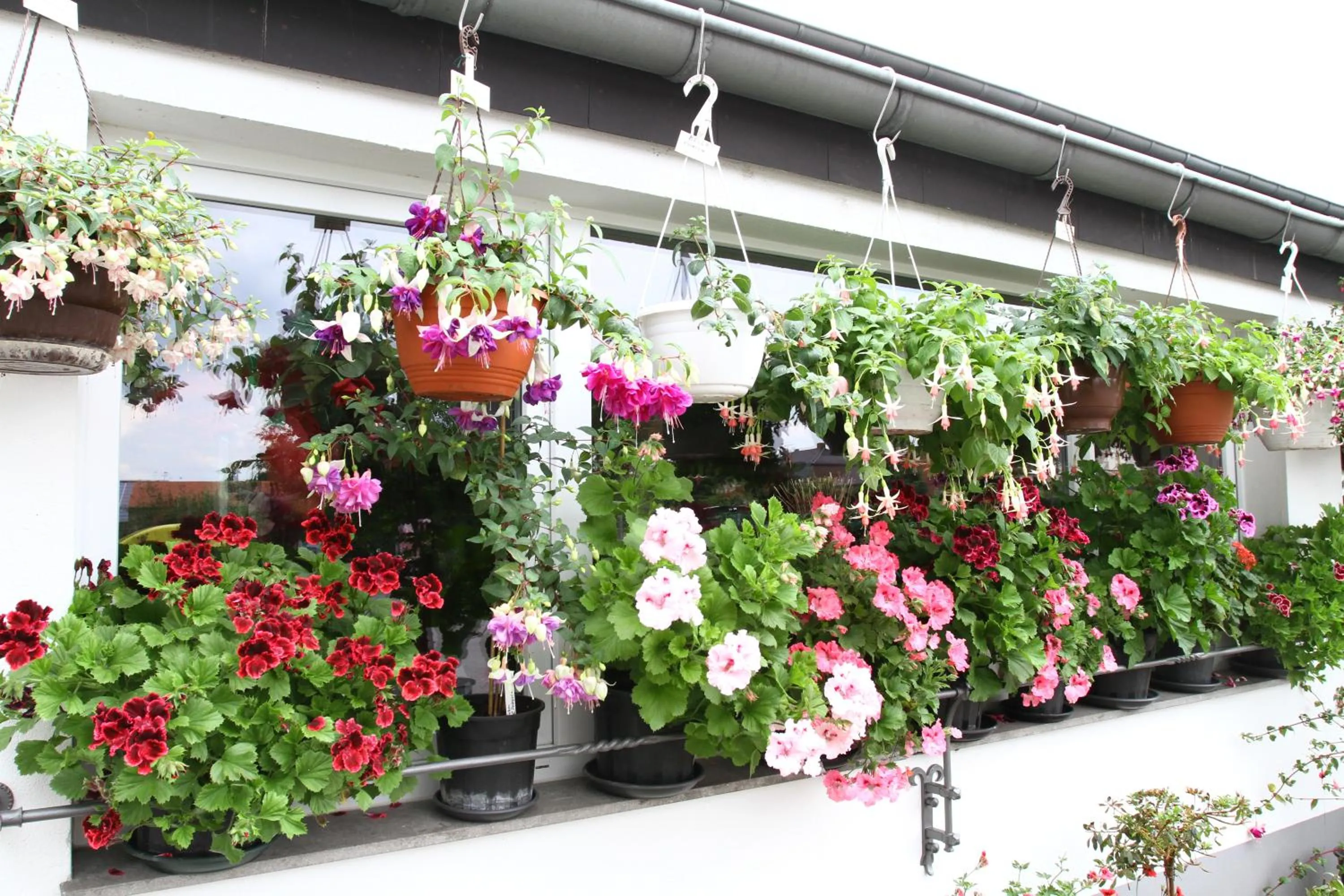 Balcony/Terrace in Hotel Mennicken