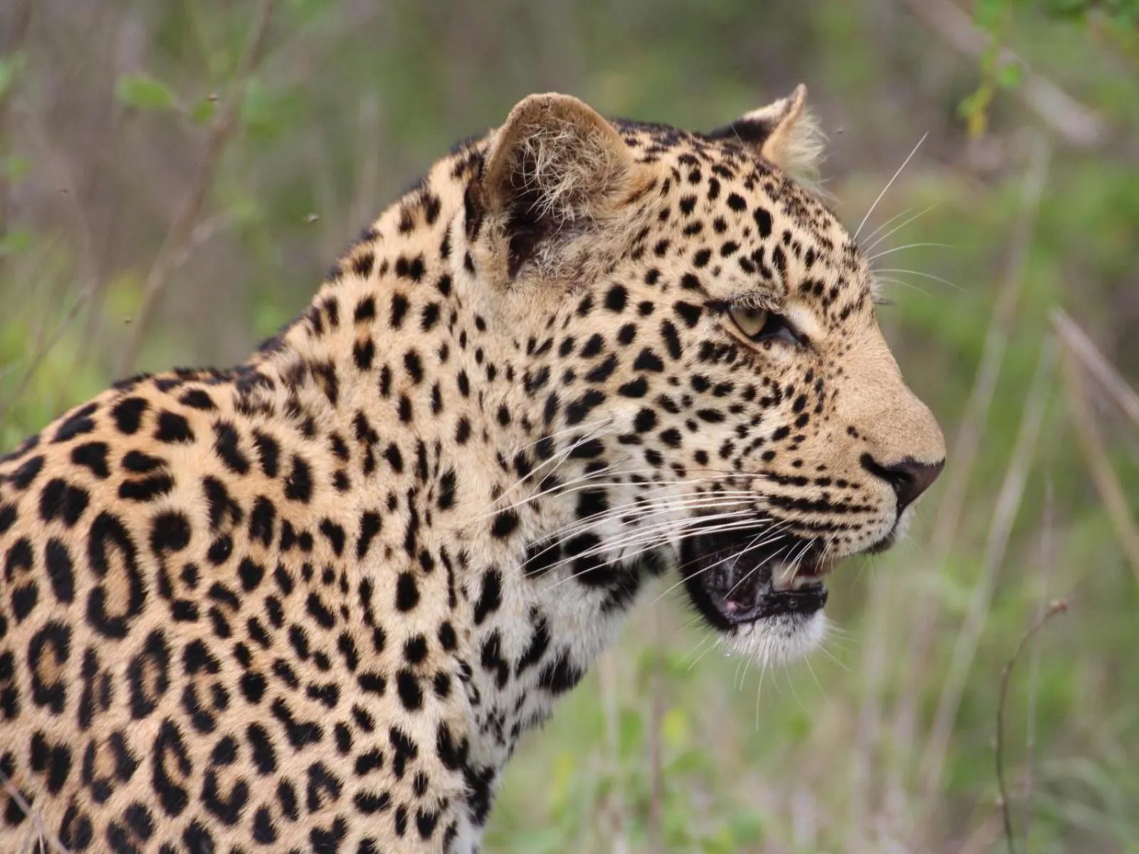 Animals in Thornhill Safari Lodge