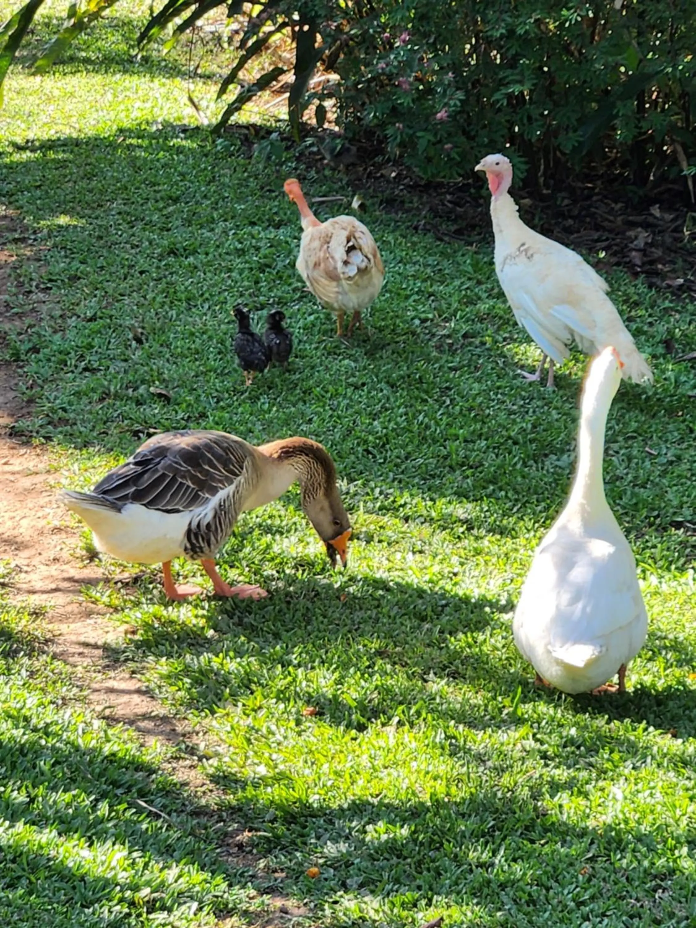 Animals in Sítio Belucci