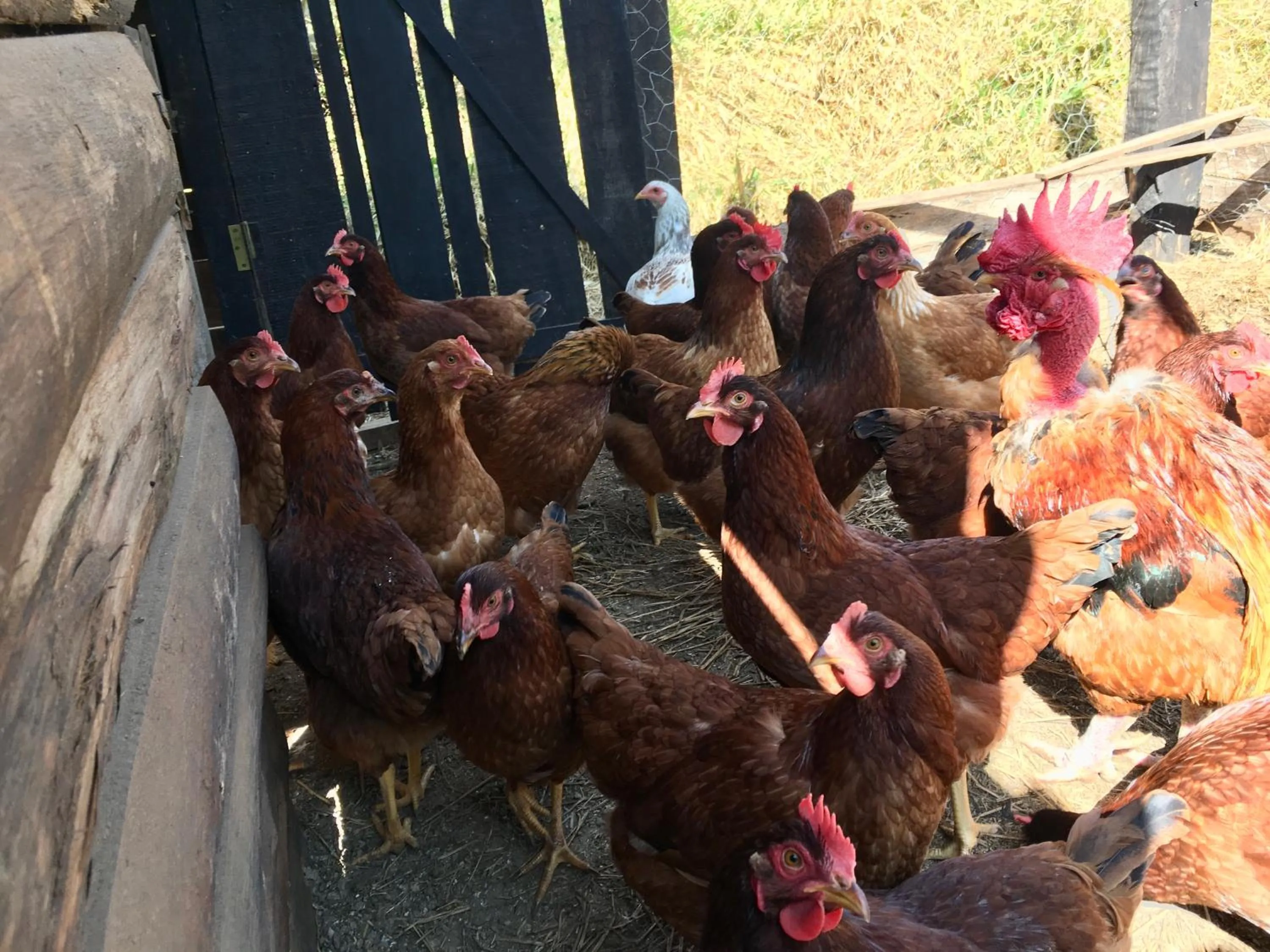 Animals in Sítio Belucci