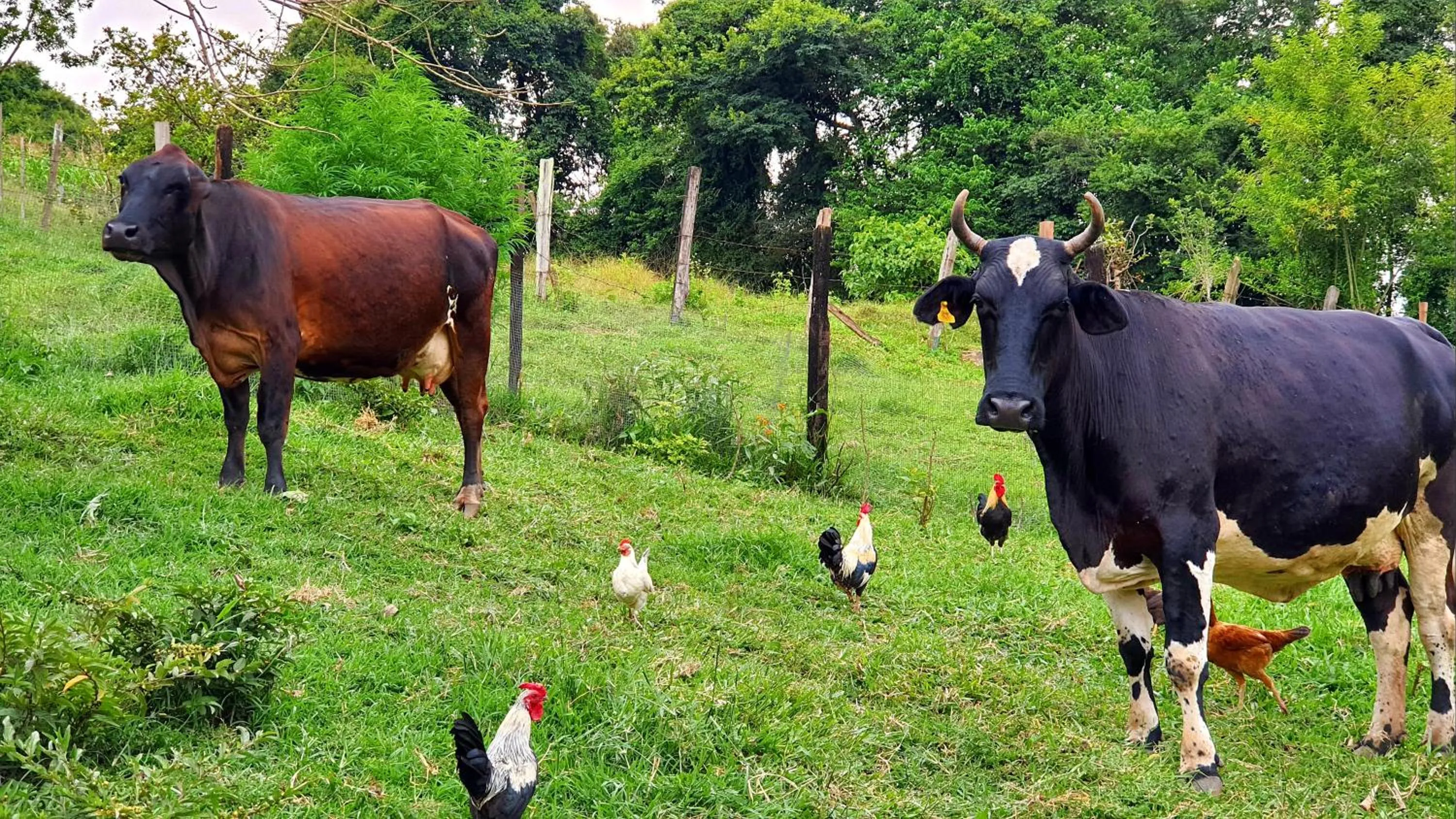 Pets in Sítio Belucci