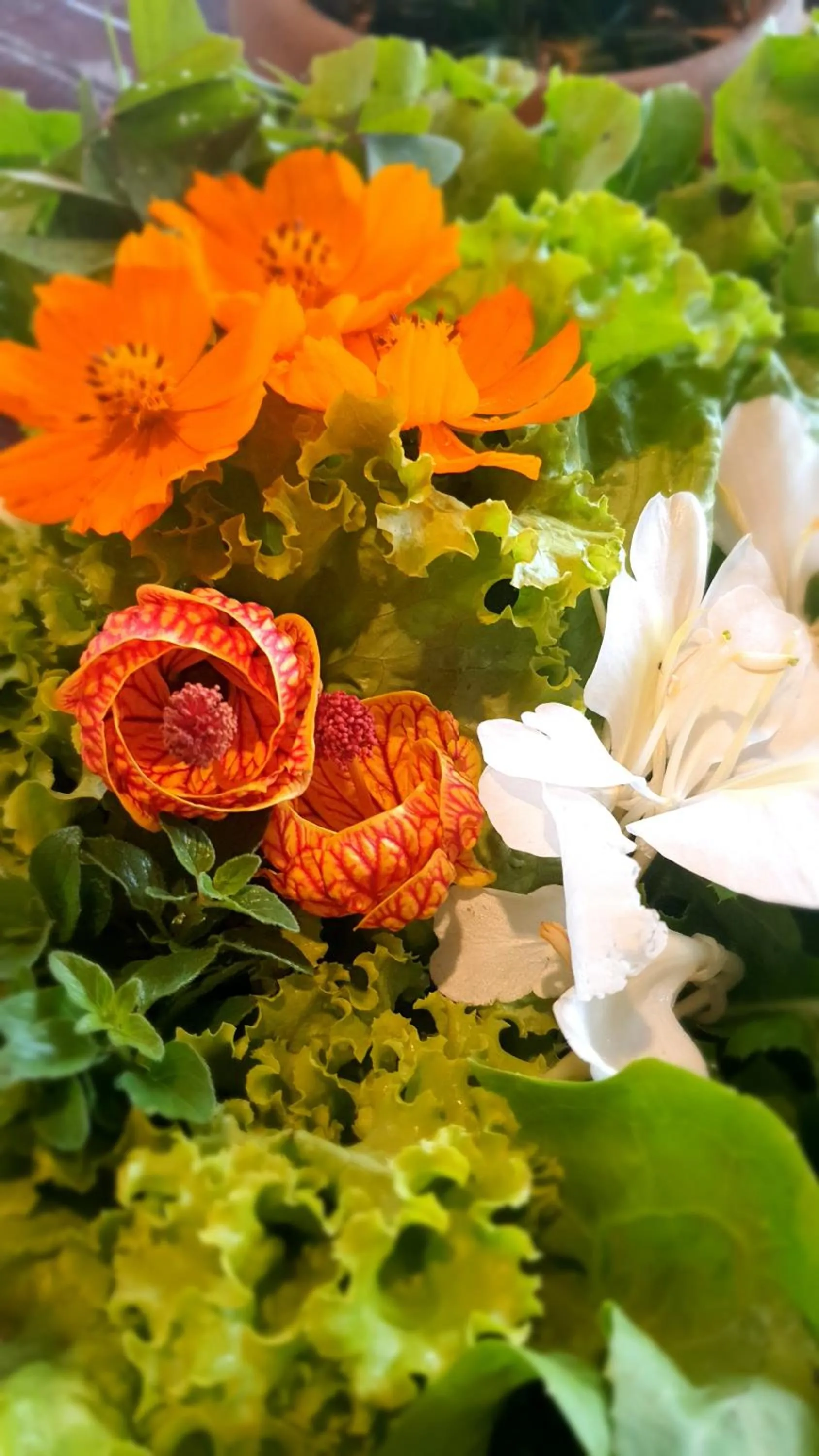 Food and drinks in Sítio Belucci