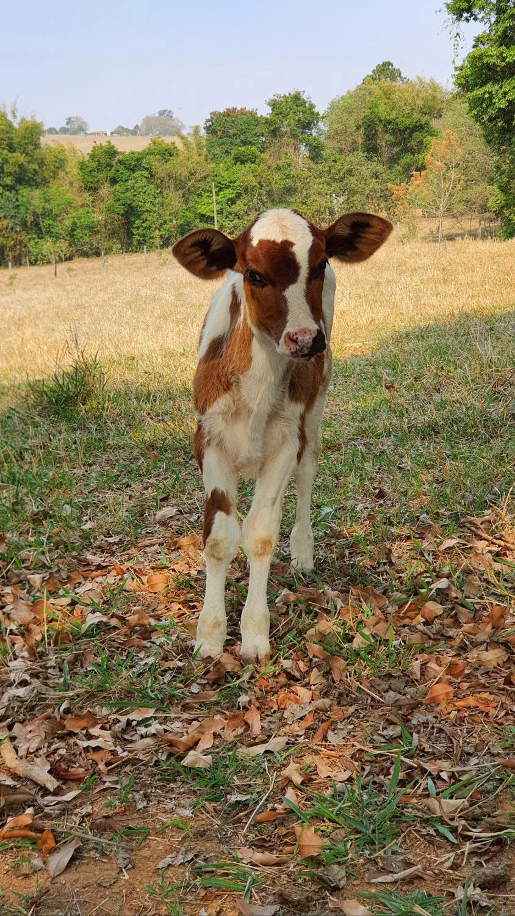 Pets in Sítio Belucci