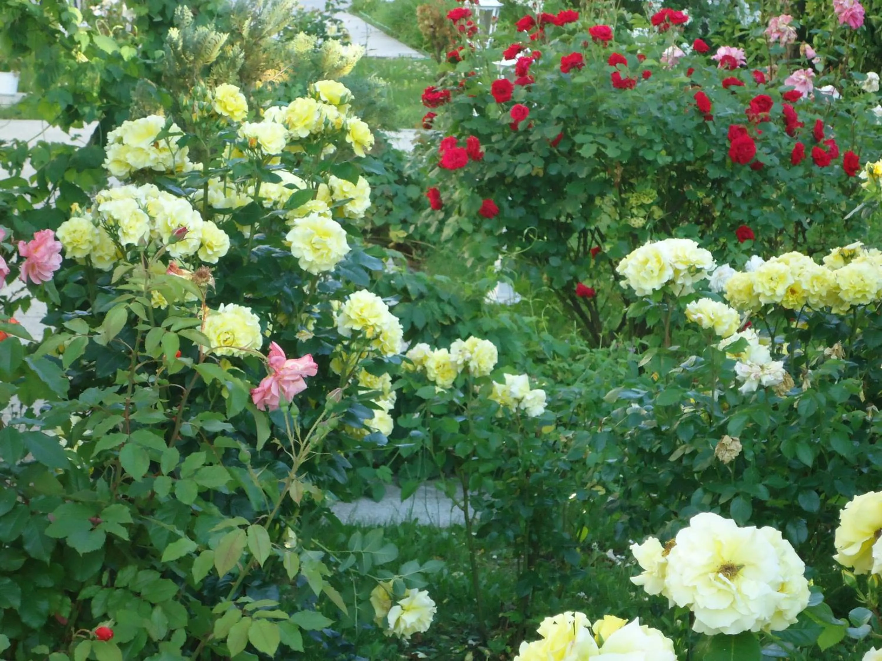 Garden view in Hotel Garni Eden