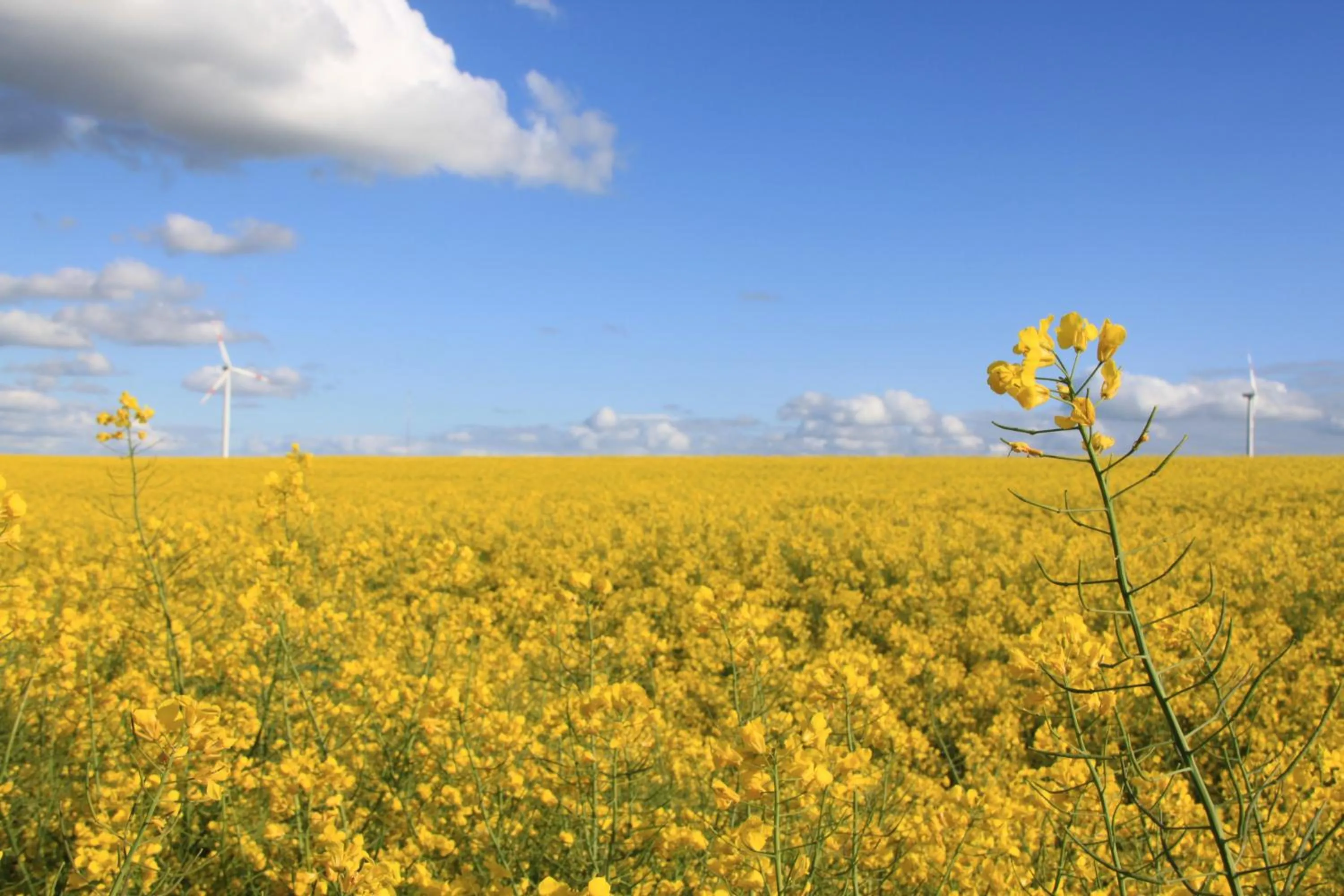Natural landscape in Land gut Hotel Hermann
