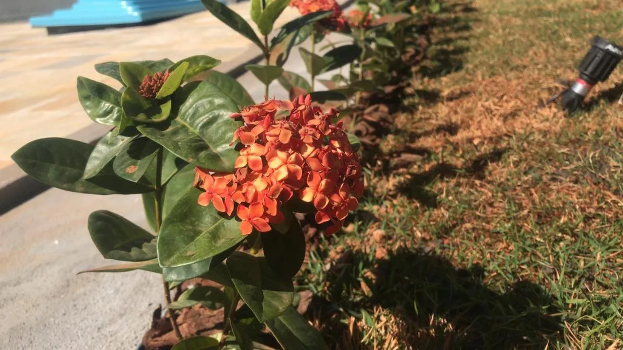 Garden in Pousada Morada dos Pássaros