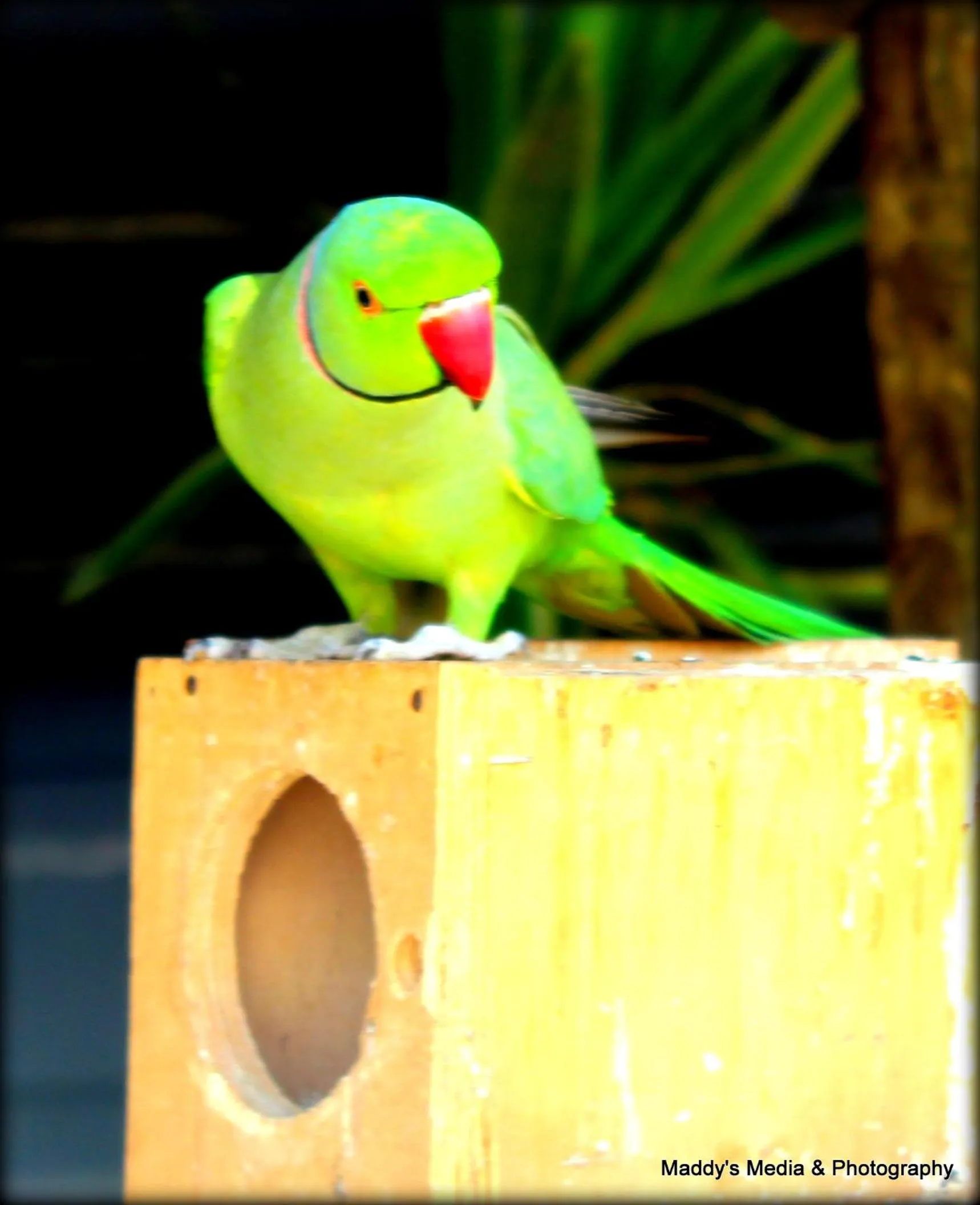 Animals in Reizigers Rusten