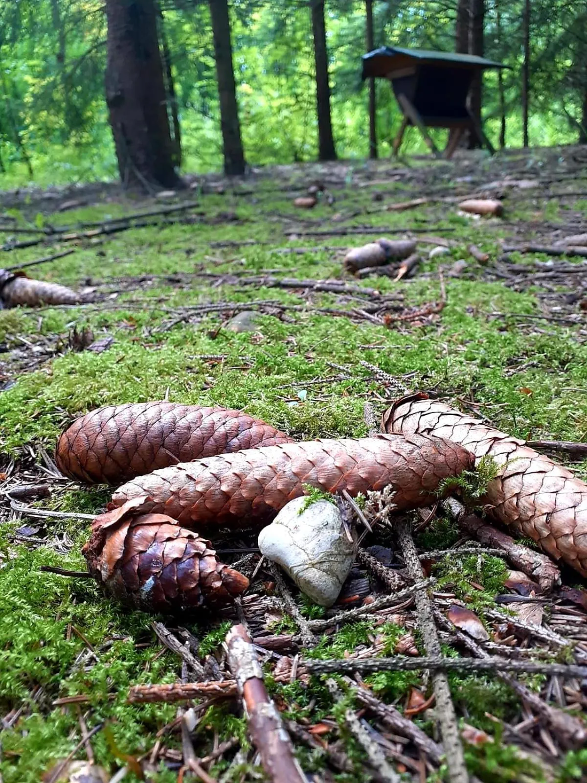 Hiking in Haidinger's Boutique Domizil
