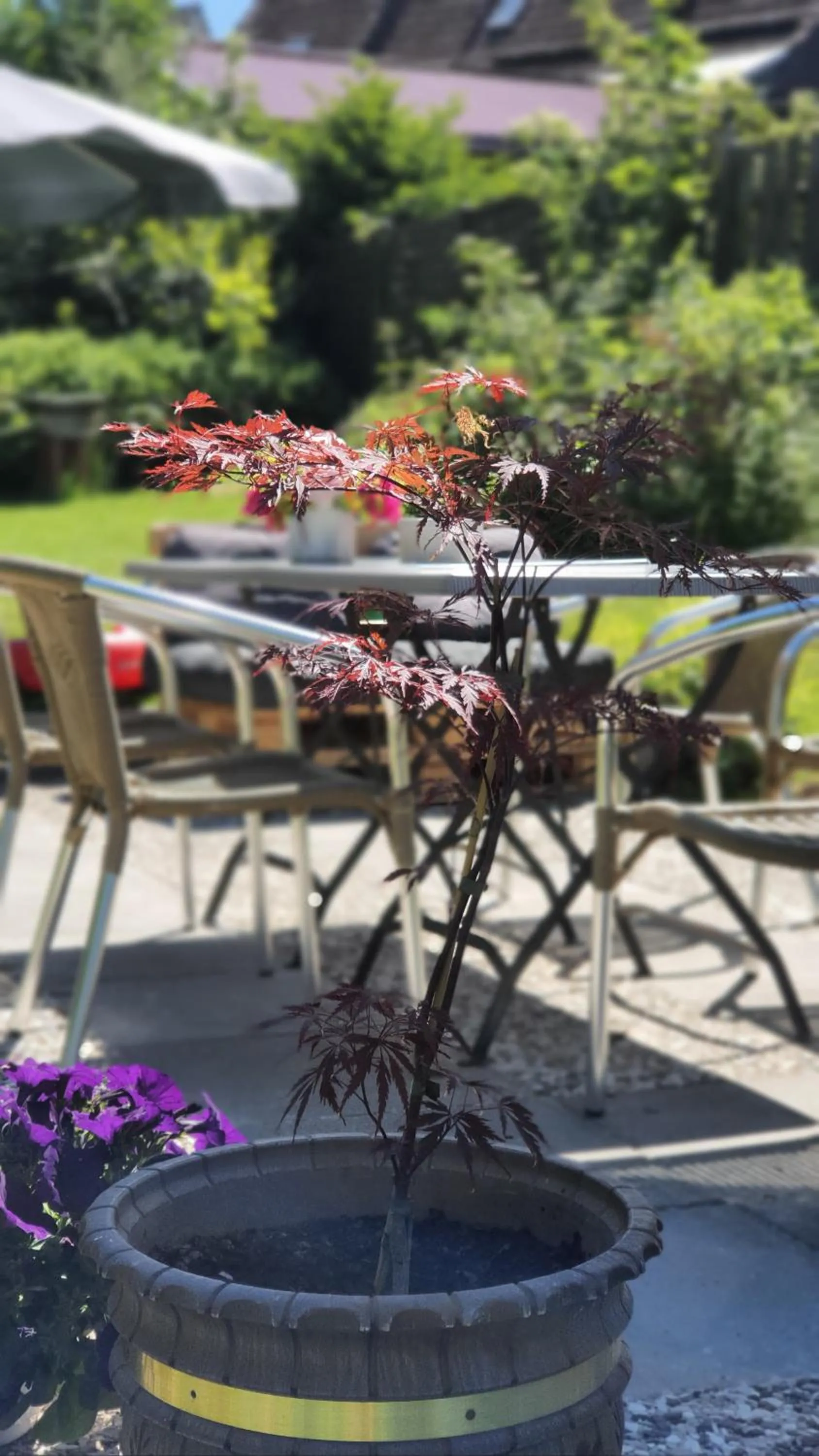 Patio in Hotel Schneiderhof