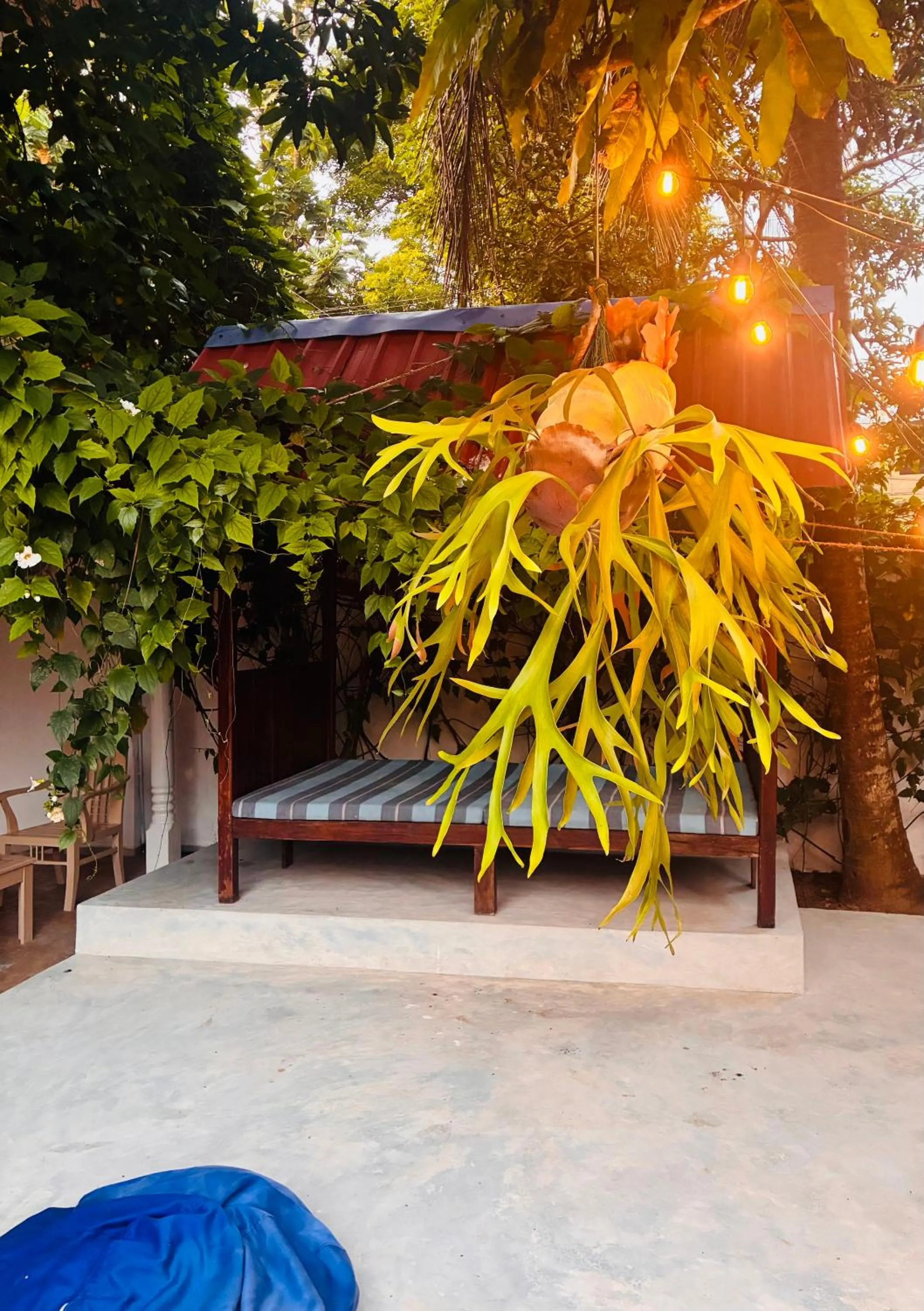 sunbed in Mirissa Blue Whale Holiday Hotel