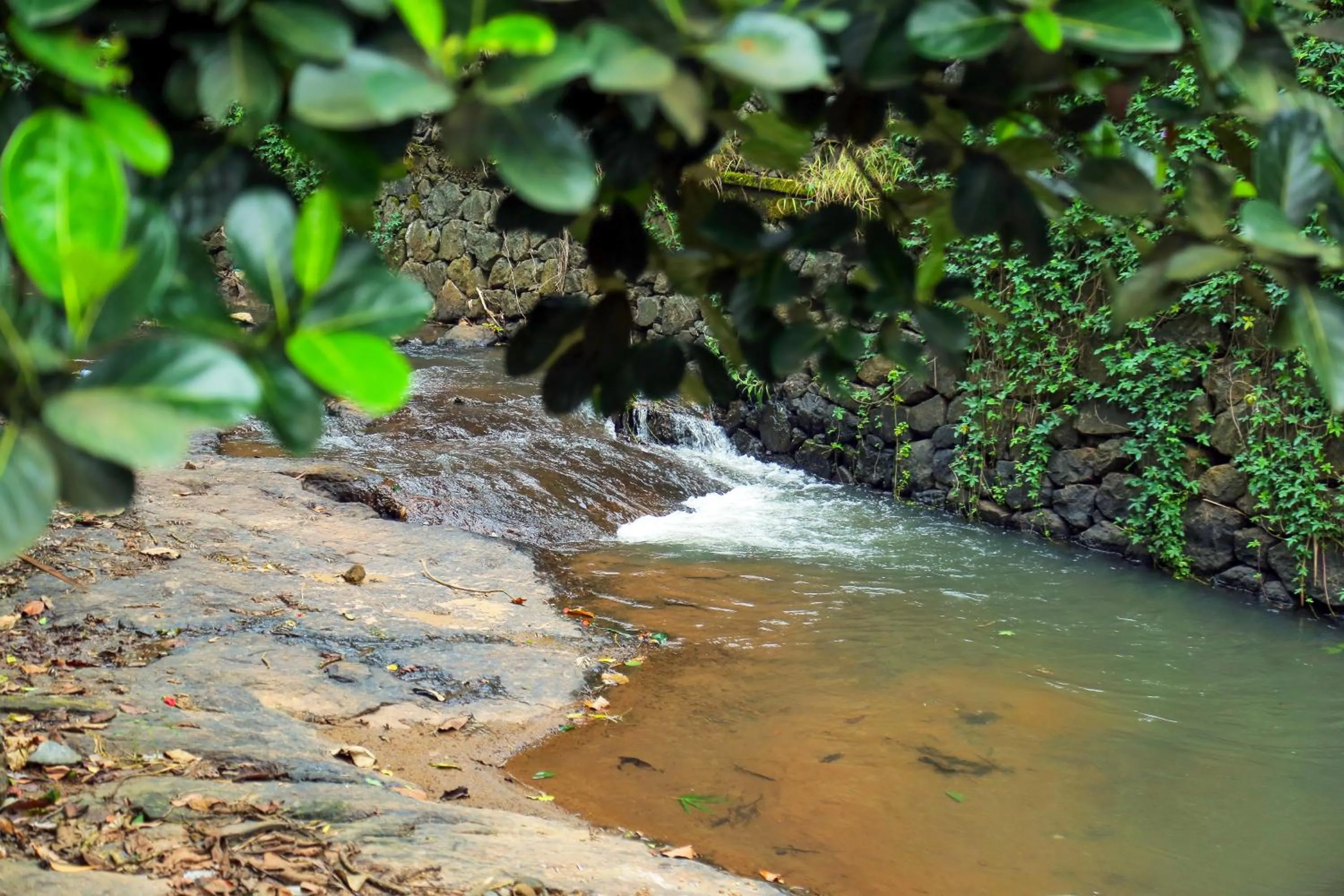 Natural landscape in Snow Hills Nature Resort, Thekkady