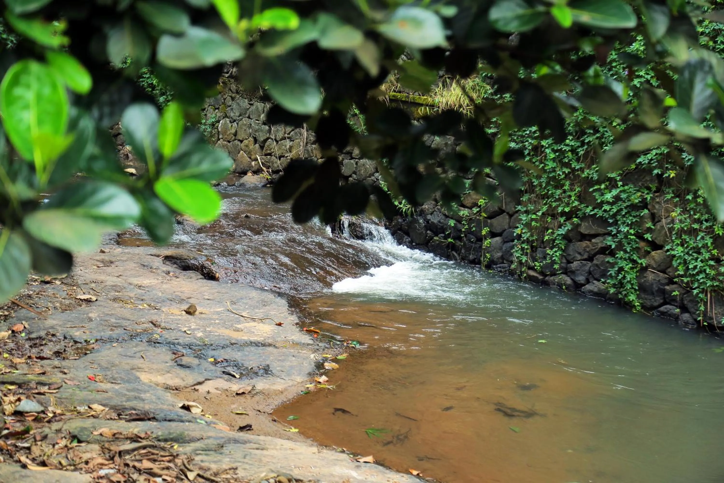 Natural landscape in Snow Hills Nature Resort, Thekkady