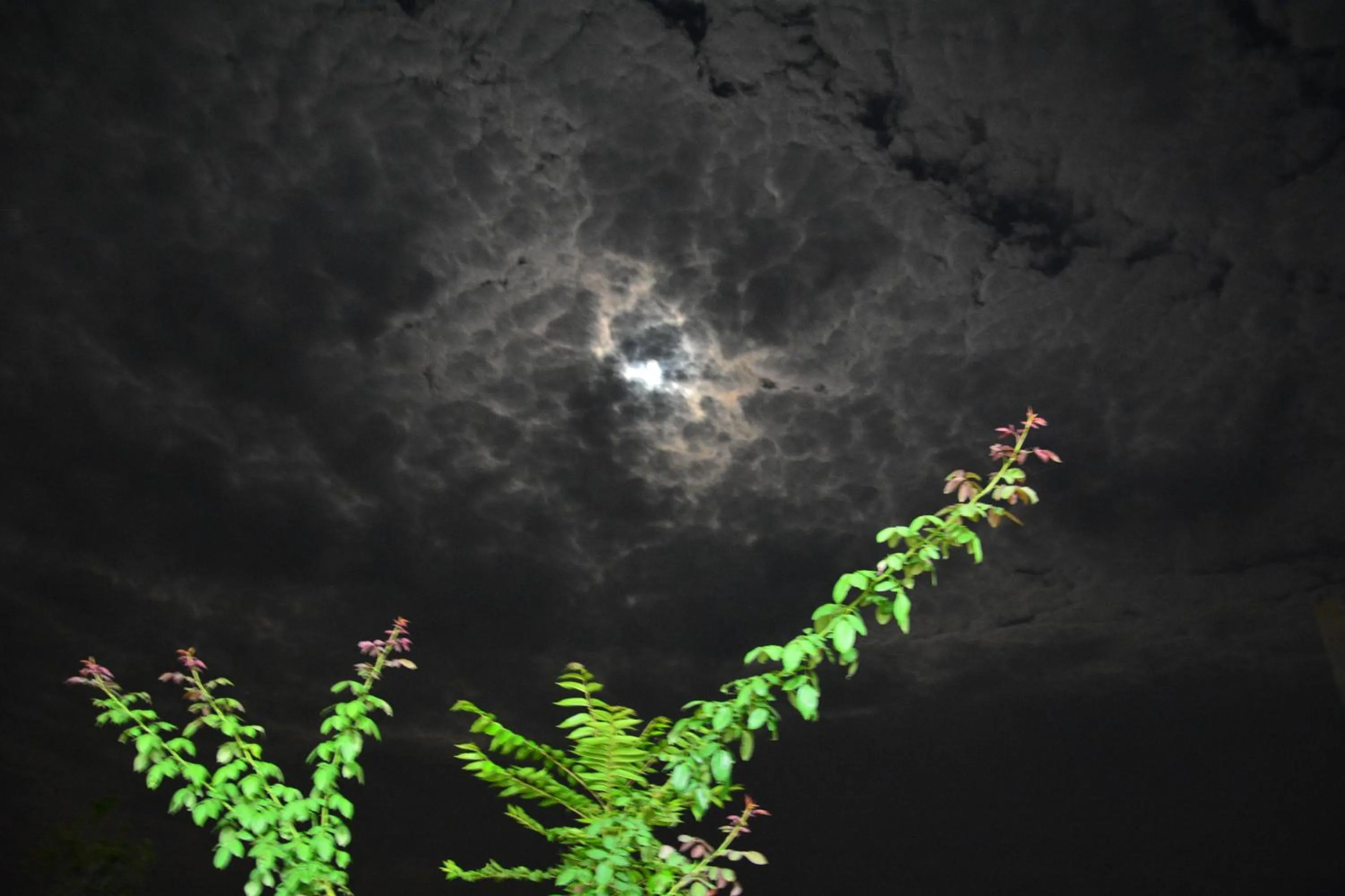 View (from property/room) in Best Western Swing High Katra