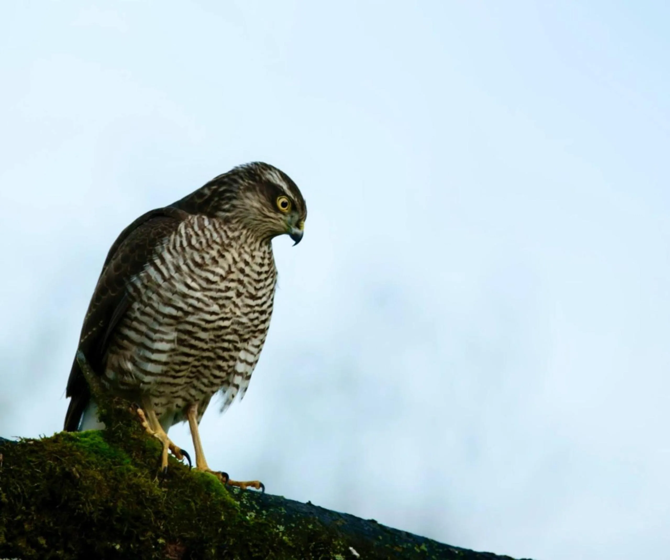 Elm Tree Cottage