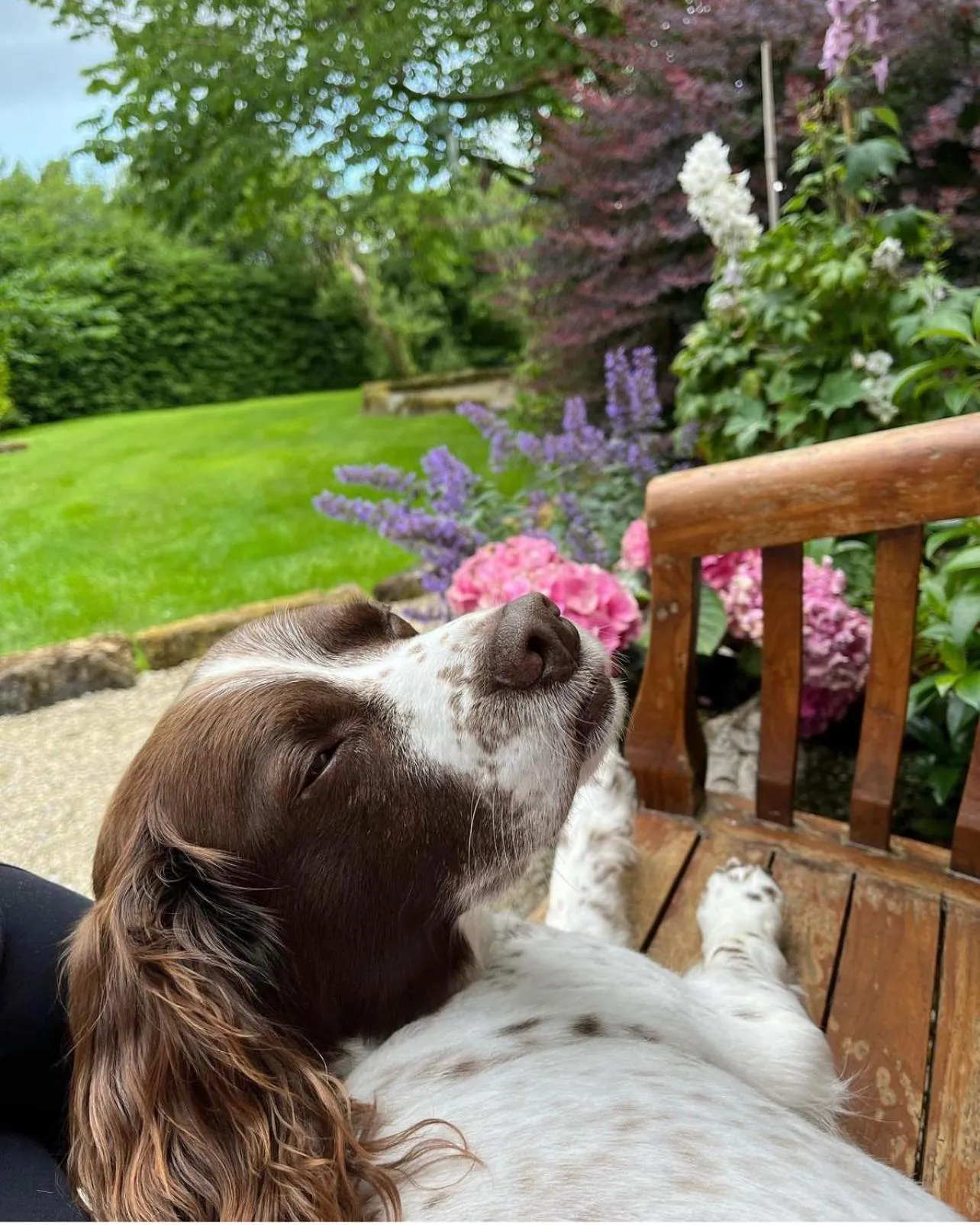 Pets in Elm Tree Cottage