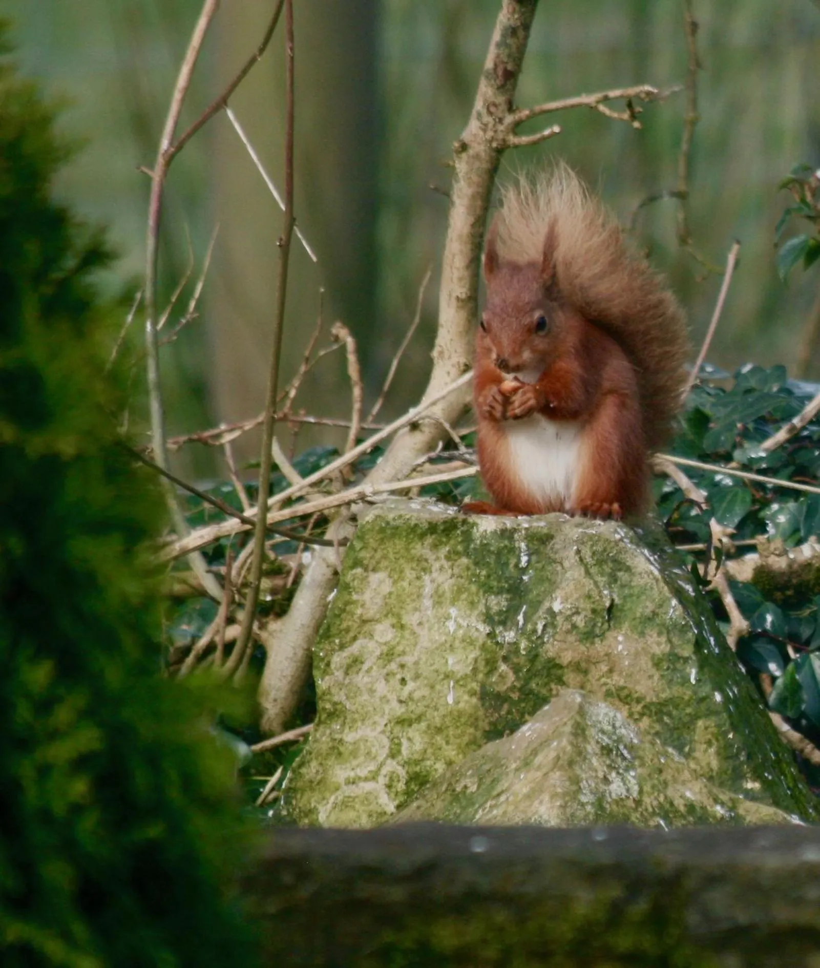 Animals in Elm Tree Cottage