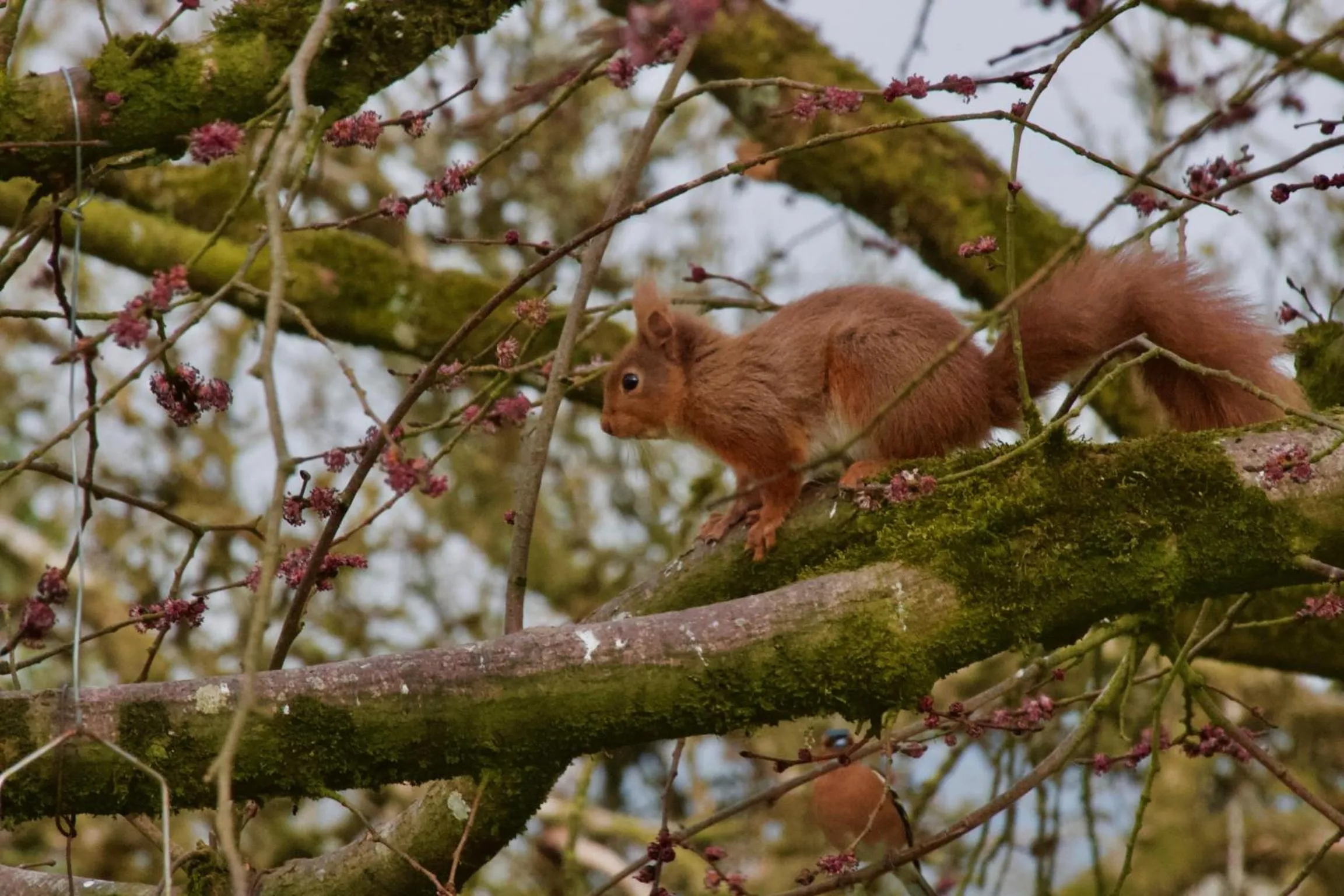 Animals in Elm Tree Cottage