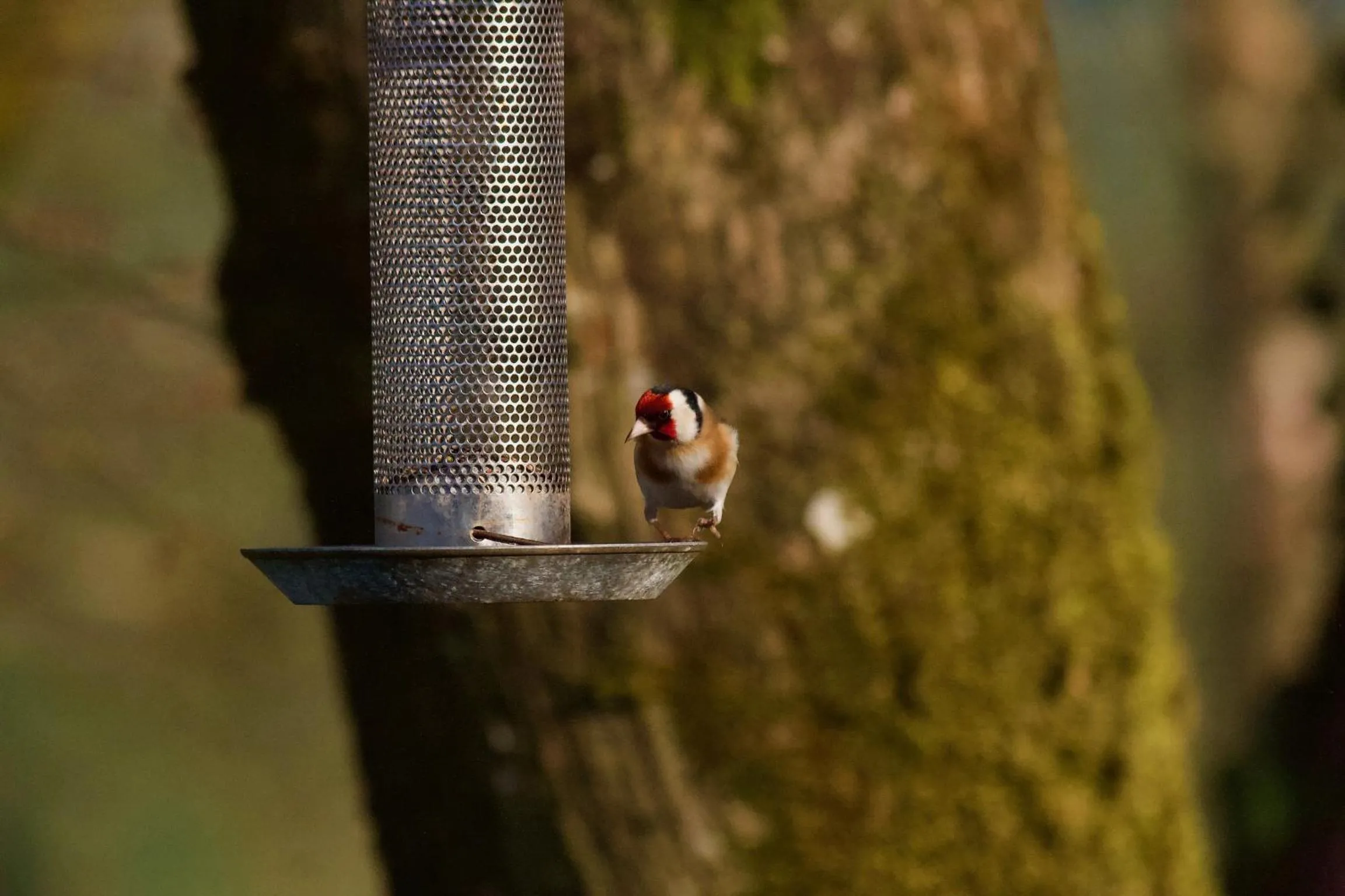 Animals in Elm Tree Cottage