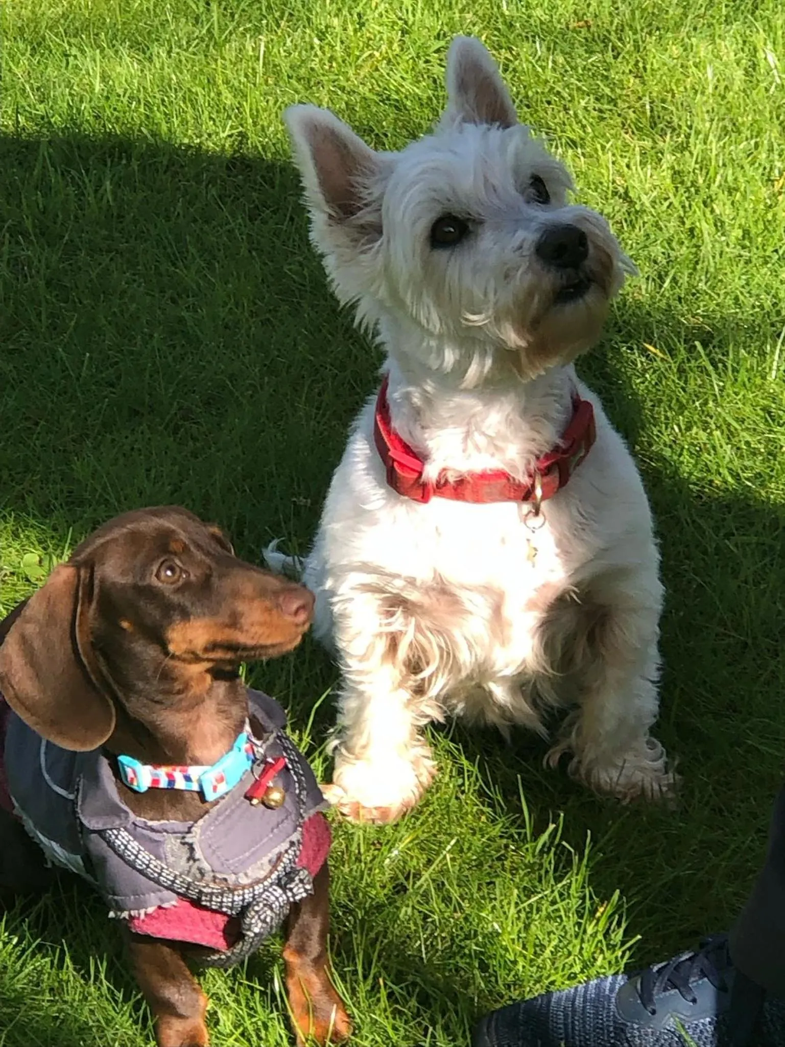 Pets in Elm Tree Cottage