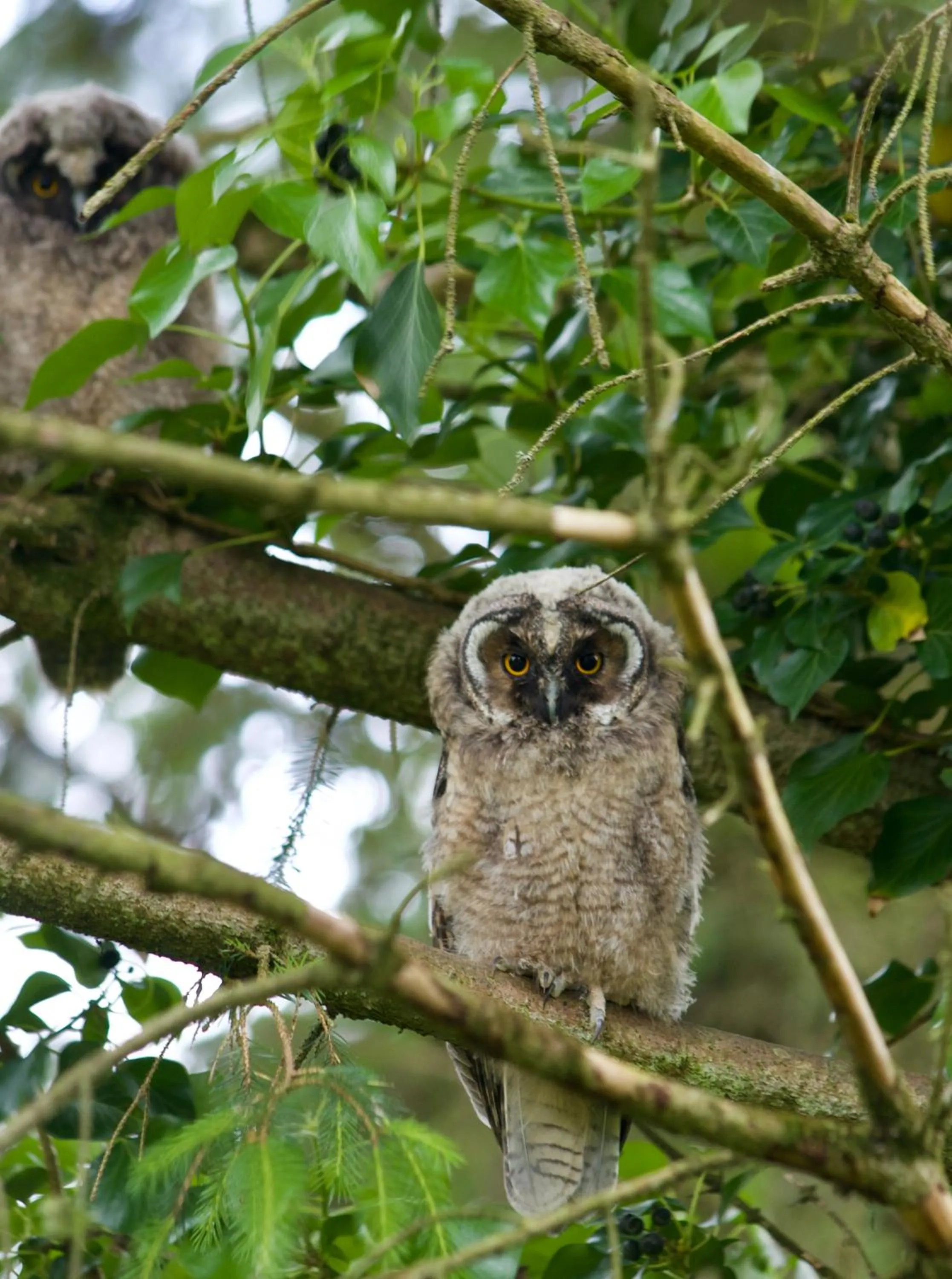 Animals in Elm Tree Cottage