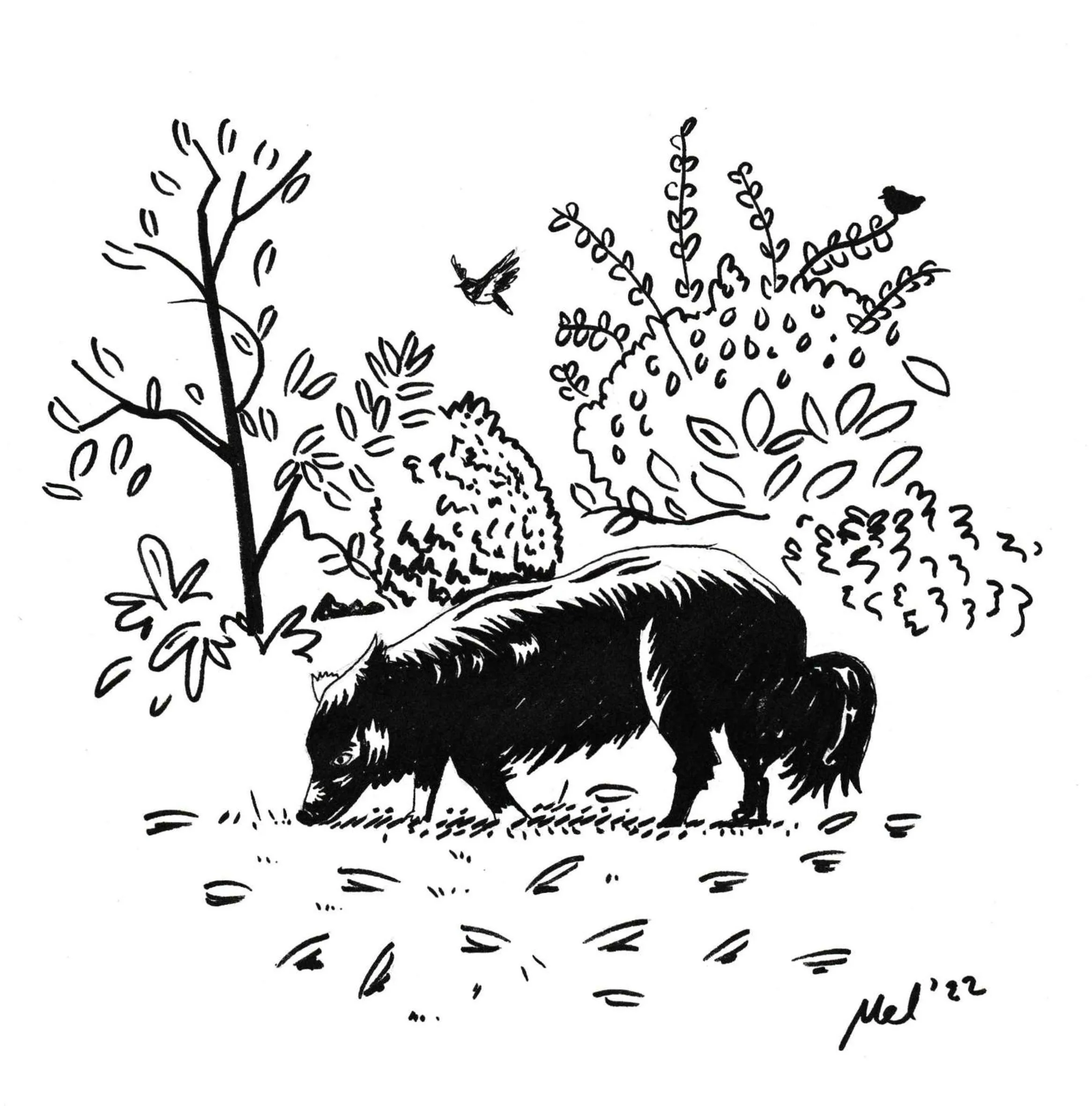 Pets in Elm Tree Cottage