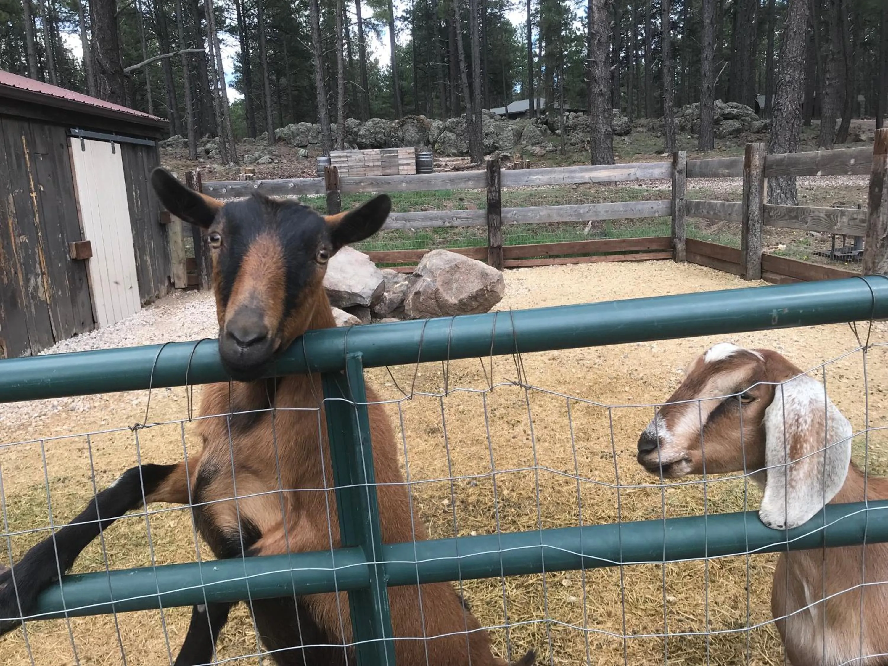Animals in Grand Canyon Cottage at Historic Wrigley Ranch with Horseback Riding & Hiking