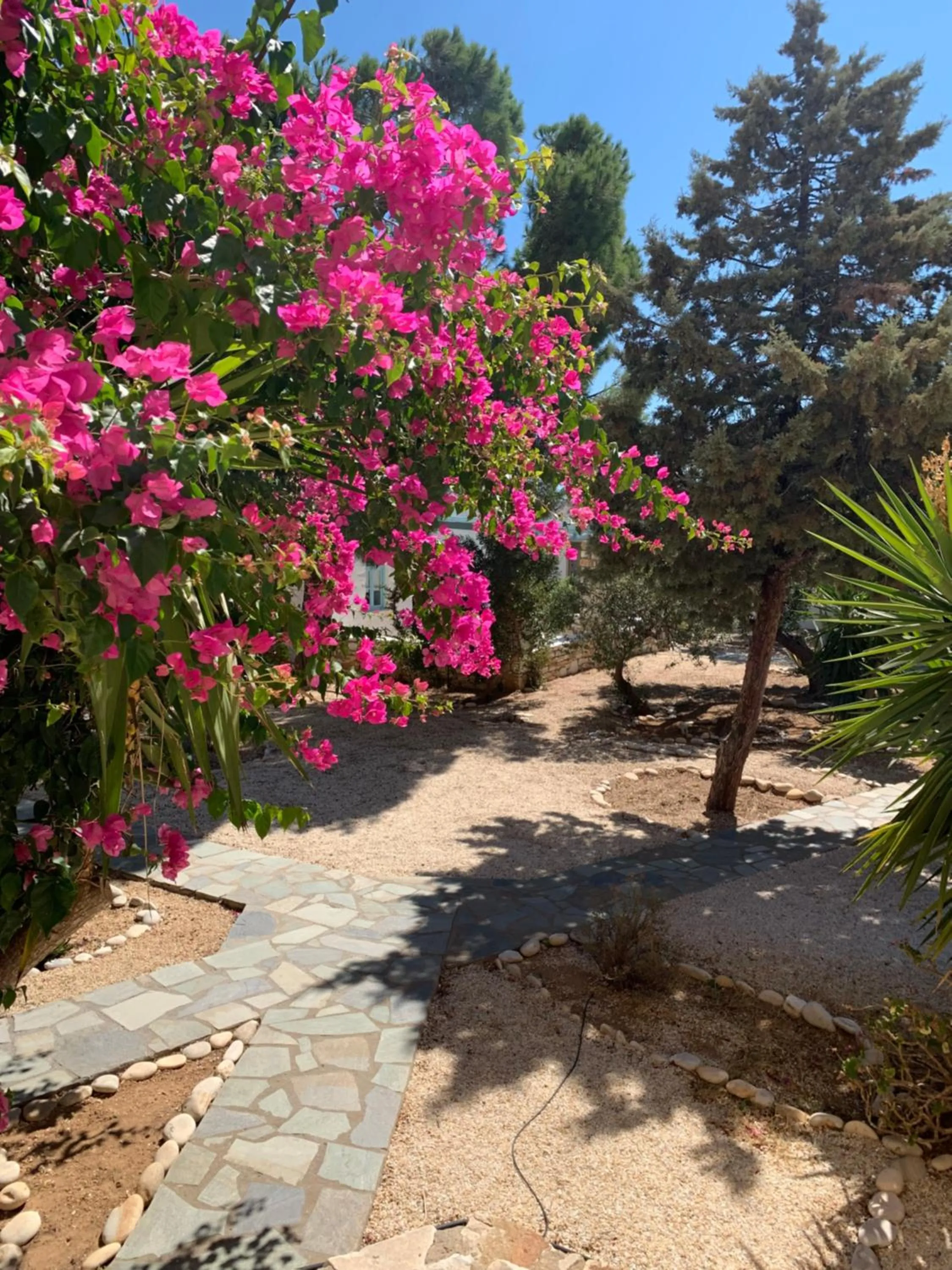 Garden in Hotel Anezina