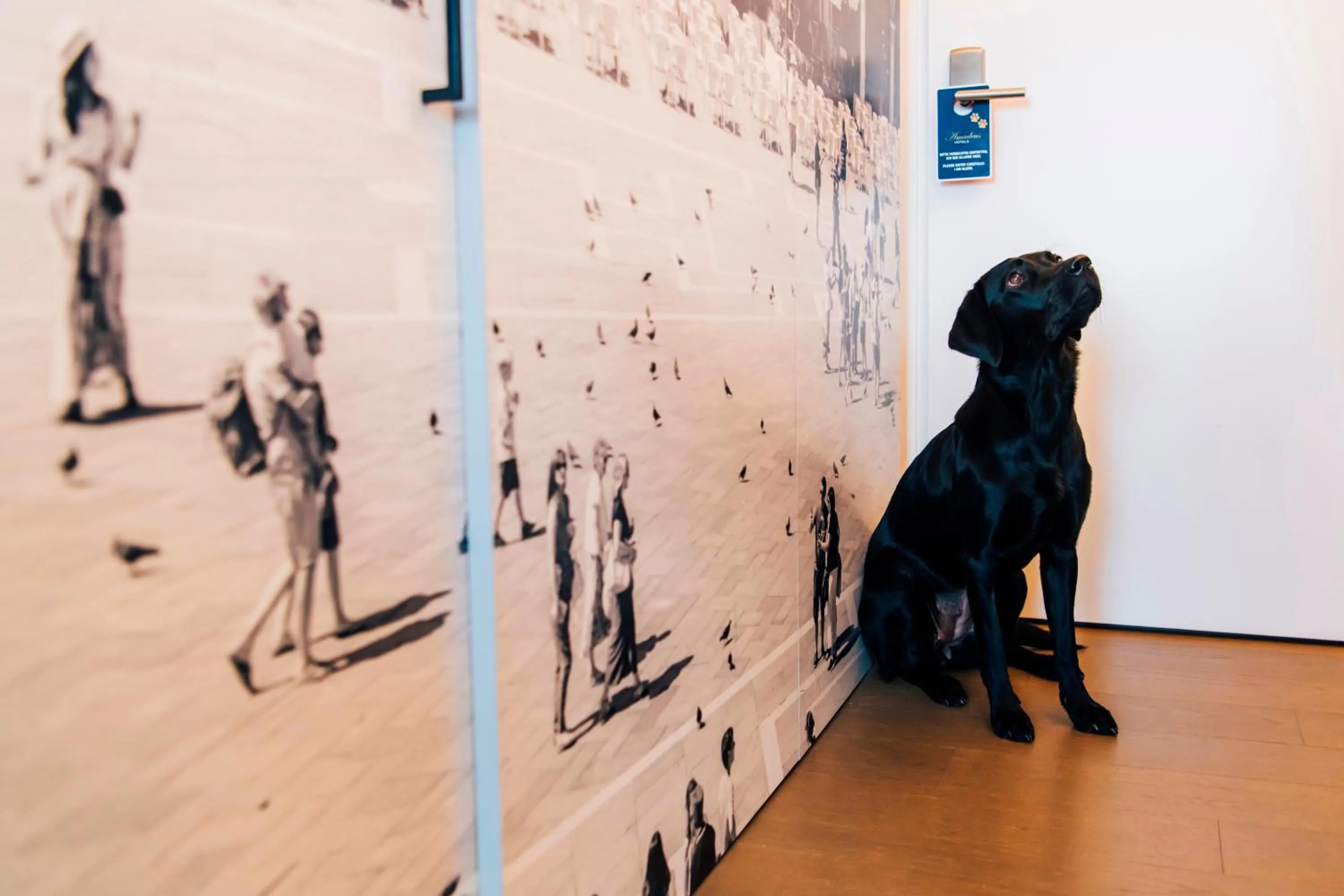 Pets in Hotel Stein - Adults Only