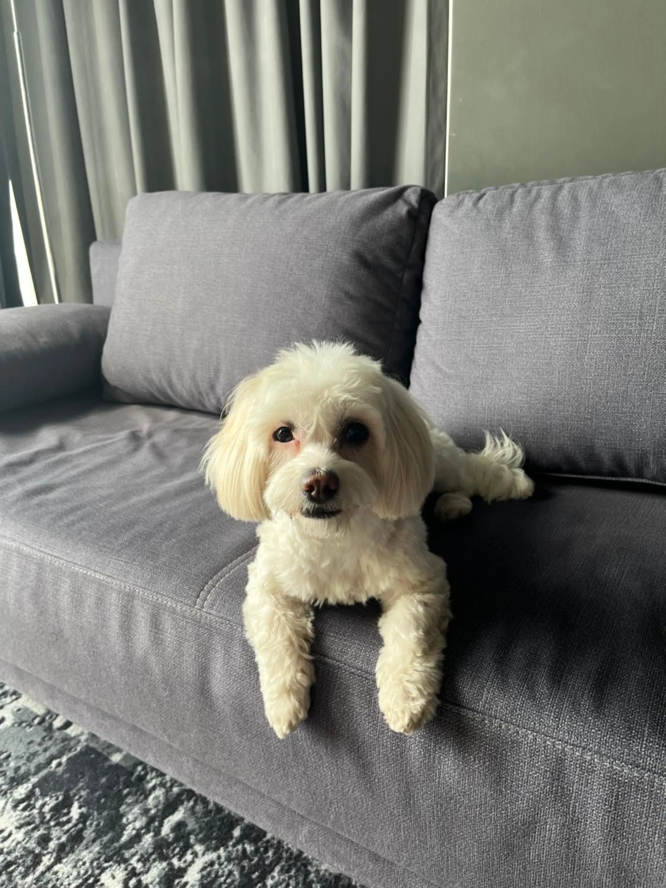 pet friendly in ibis Bucharest Politehnica