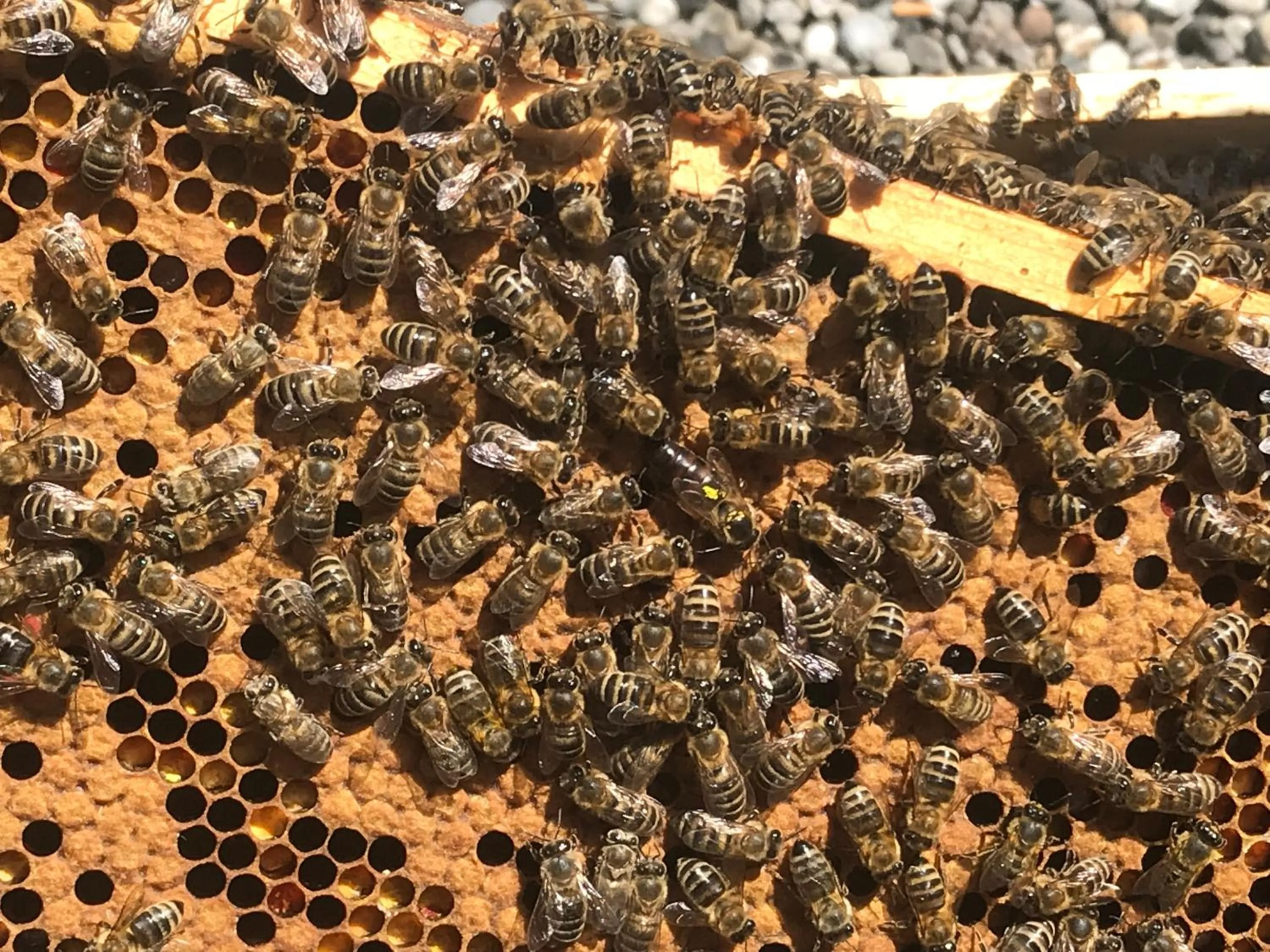 Breakfast in Hotel Kaiserhof