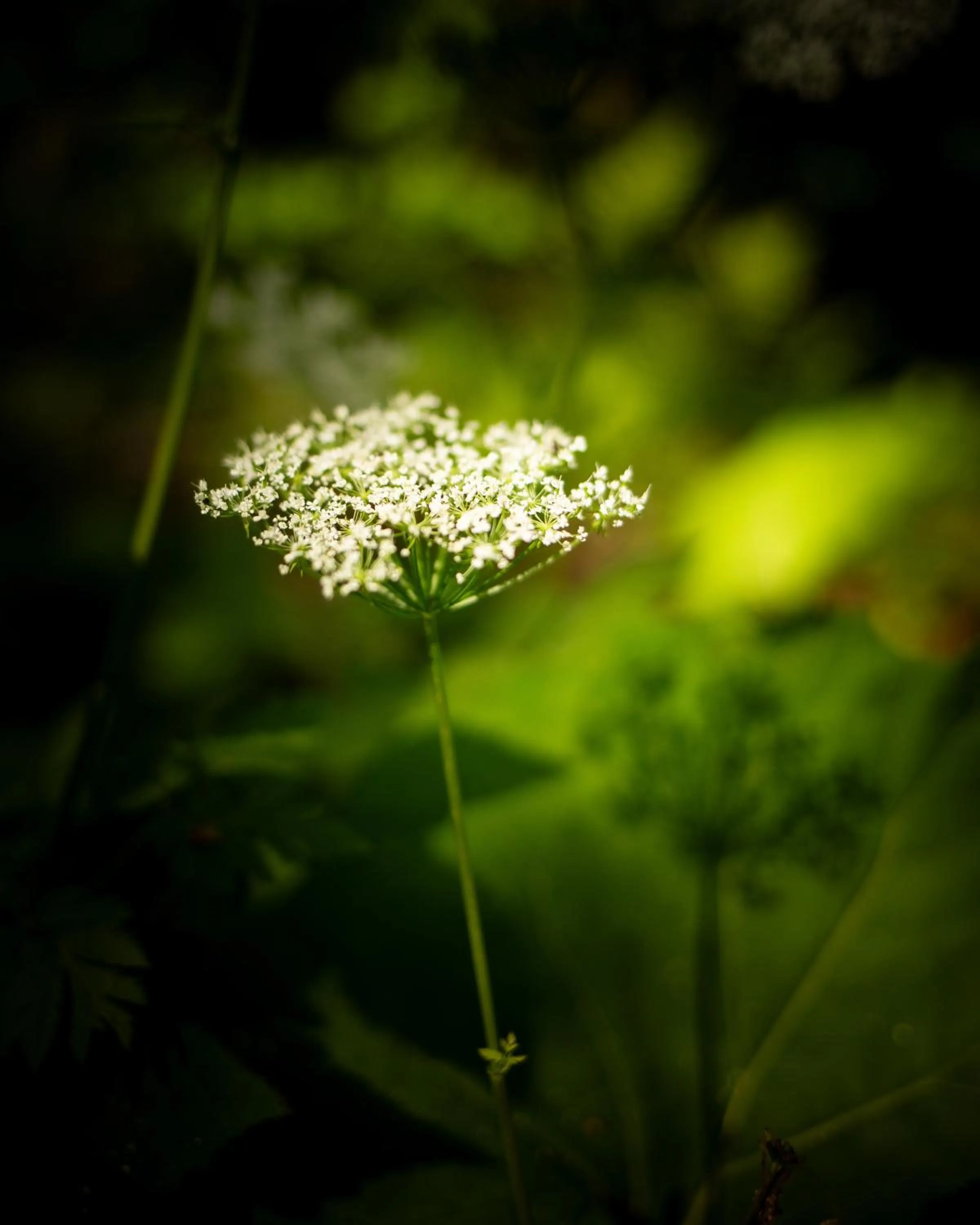 Natural landscape in Hotel Elisabeth, 4 Sterne Superior