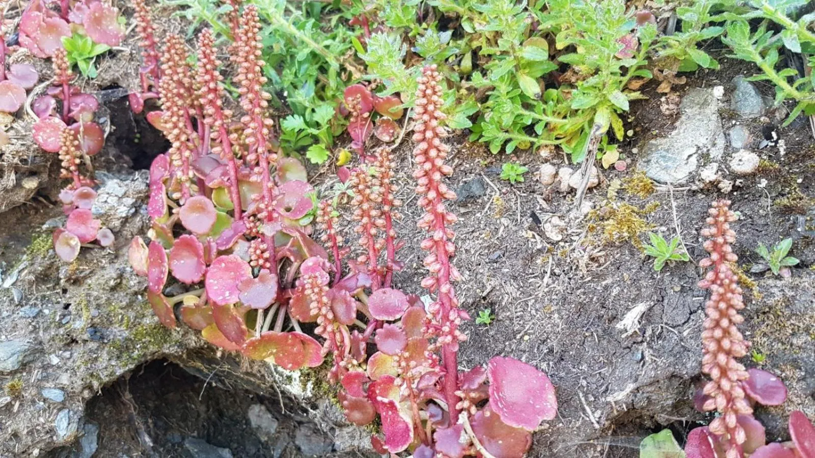 Natural landscape in Hotel Leyton