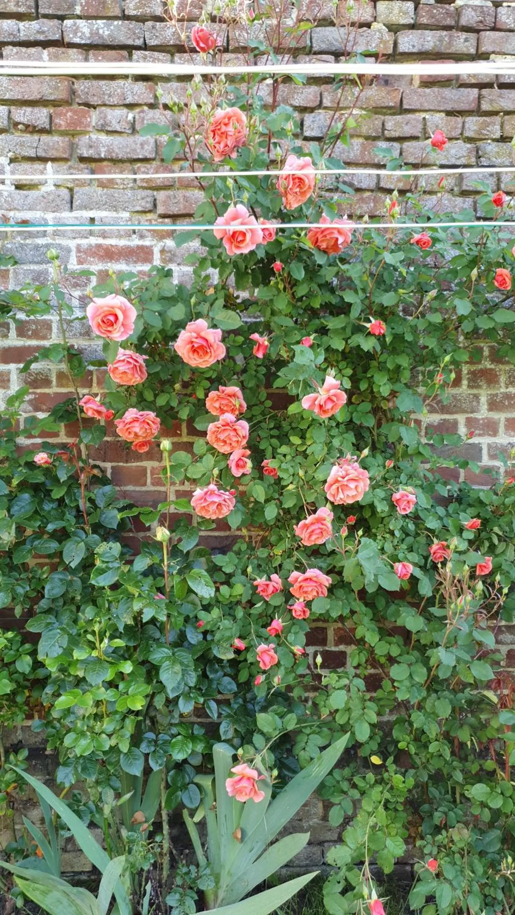 Garden in Chez Hortense