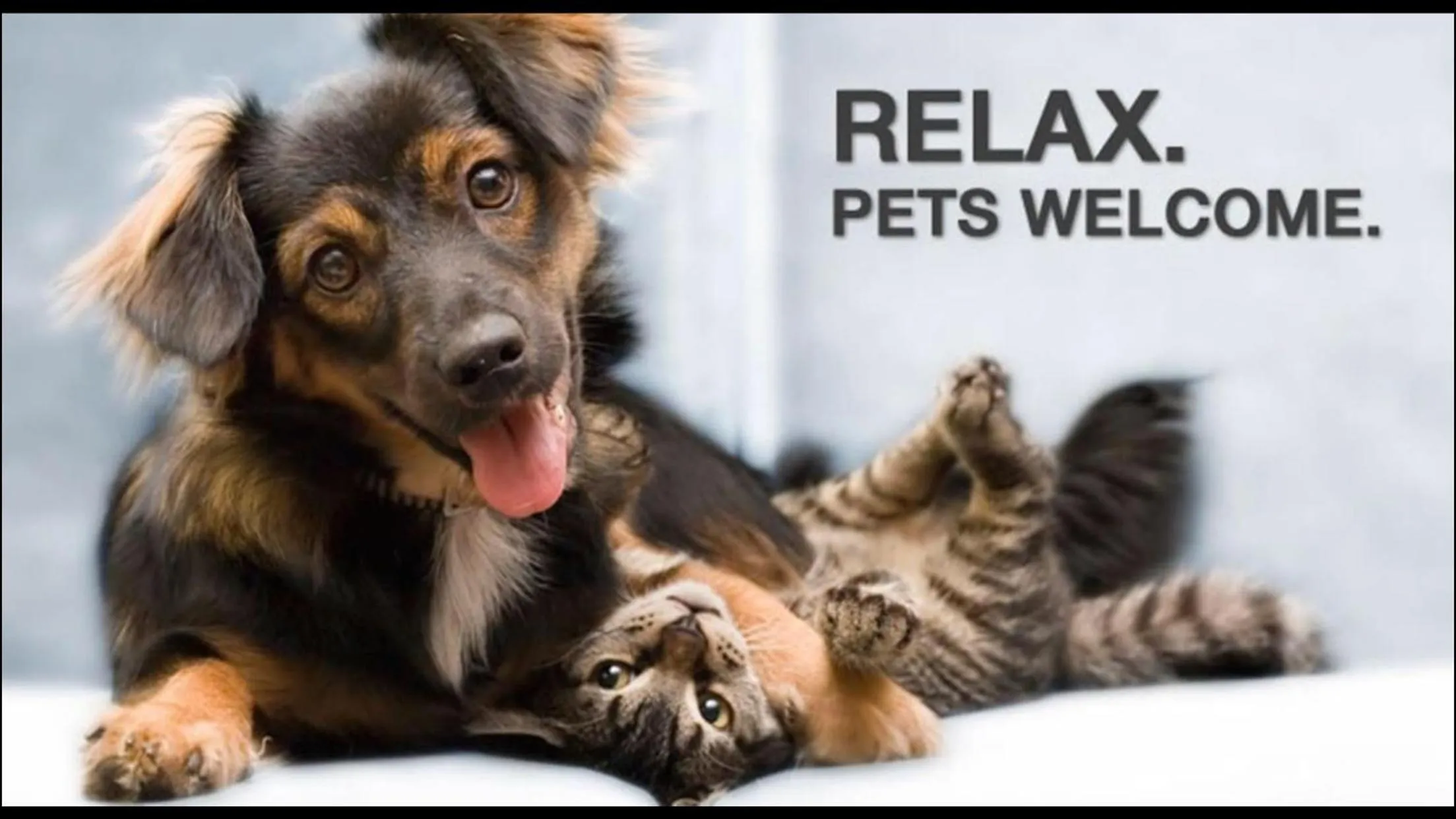 Pets in BinderS Budget City-Mountain Hotel