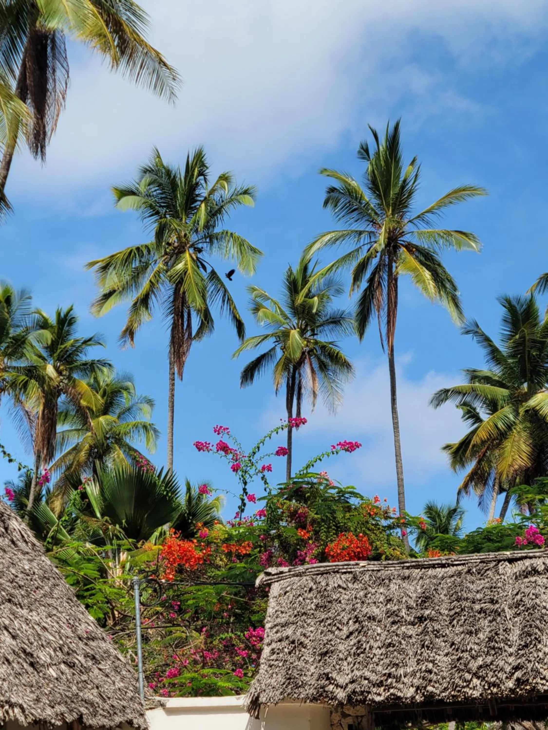 Mambo Cabana