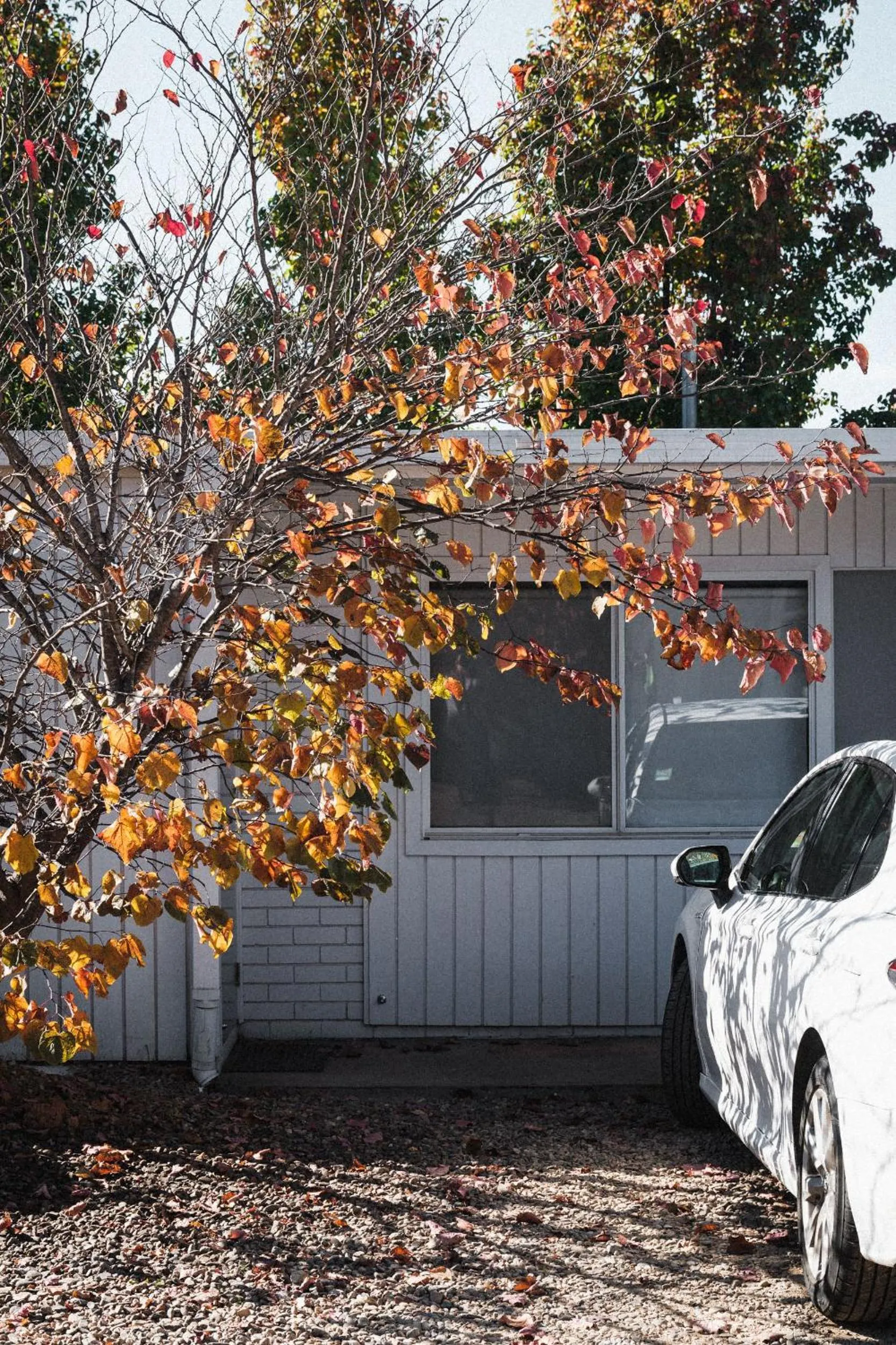 Parking in Cedar Lodge