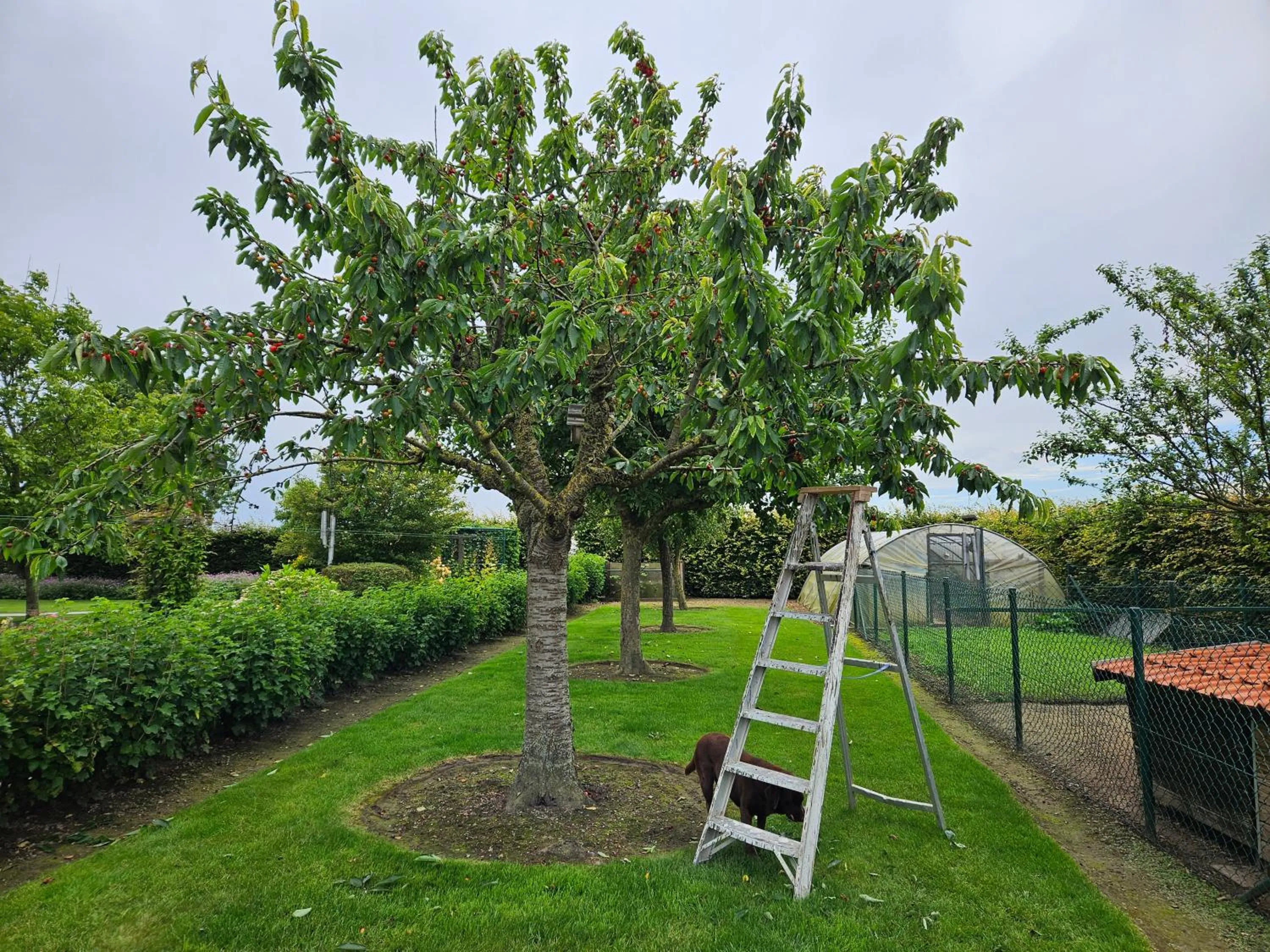 Garden in 't Hooghe Licht Bed & Breakfast