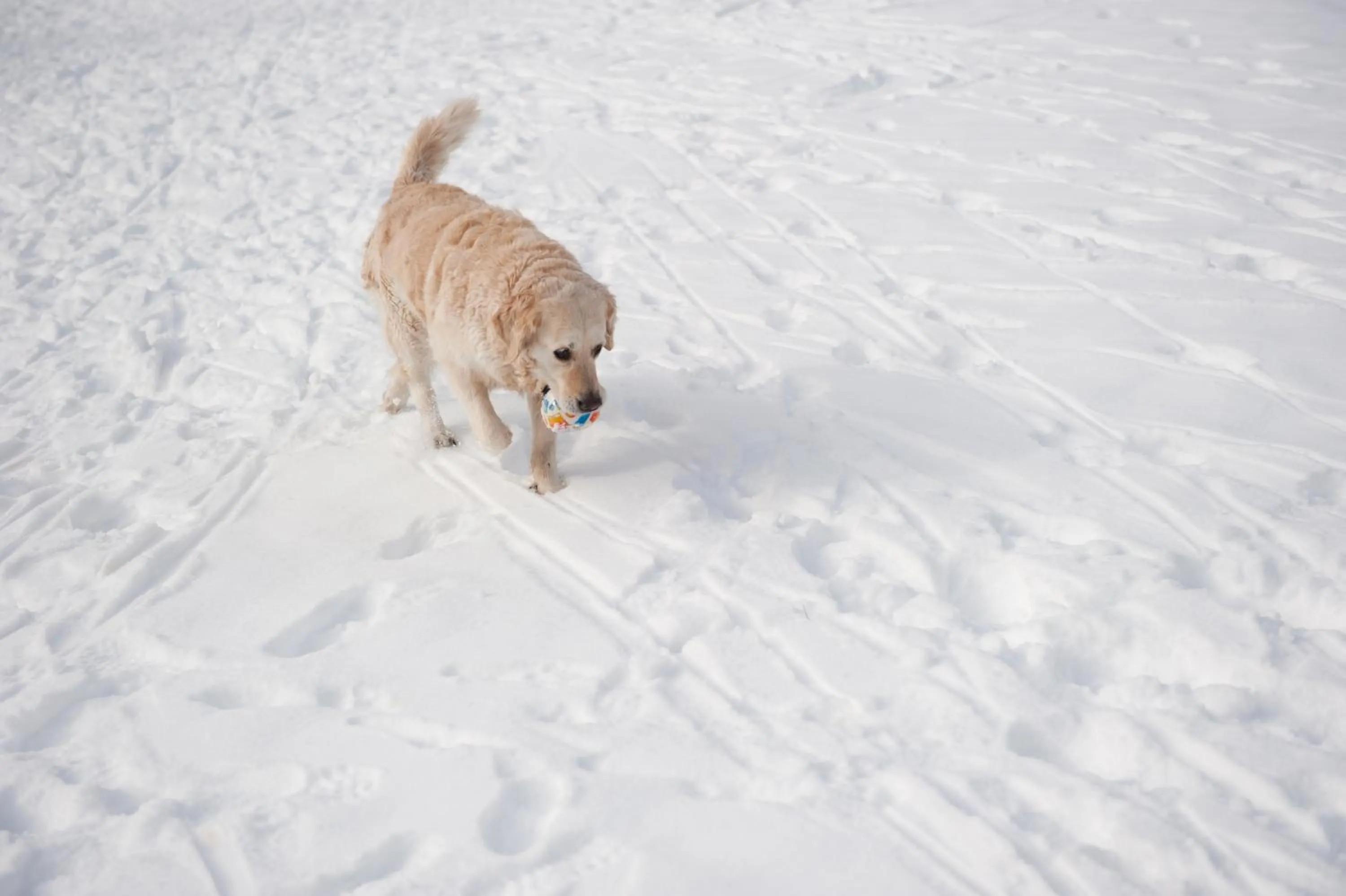 Pets in Naturhotel Ortners Eschenhof