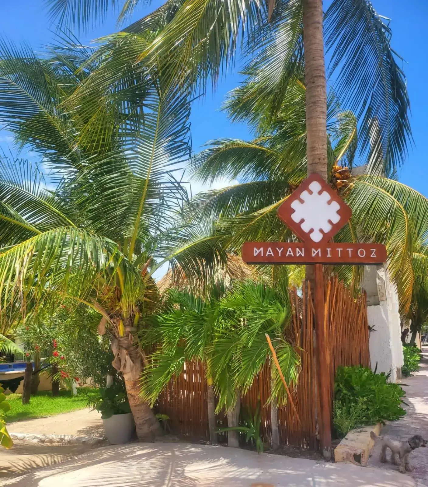 Mayan Mittoz Mayan Mittoz
