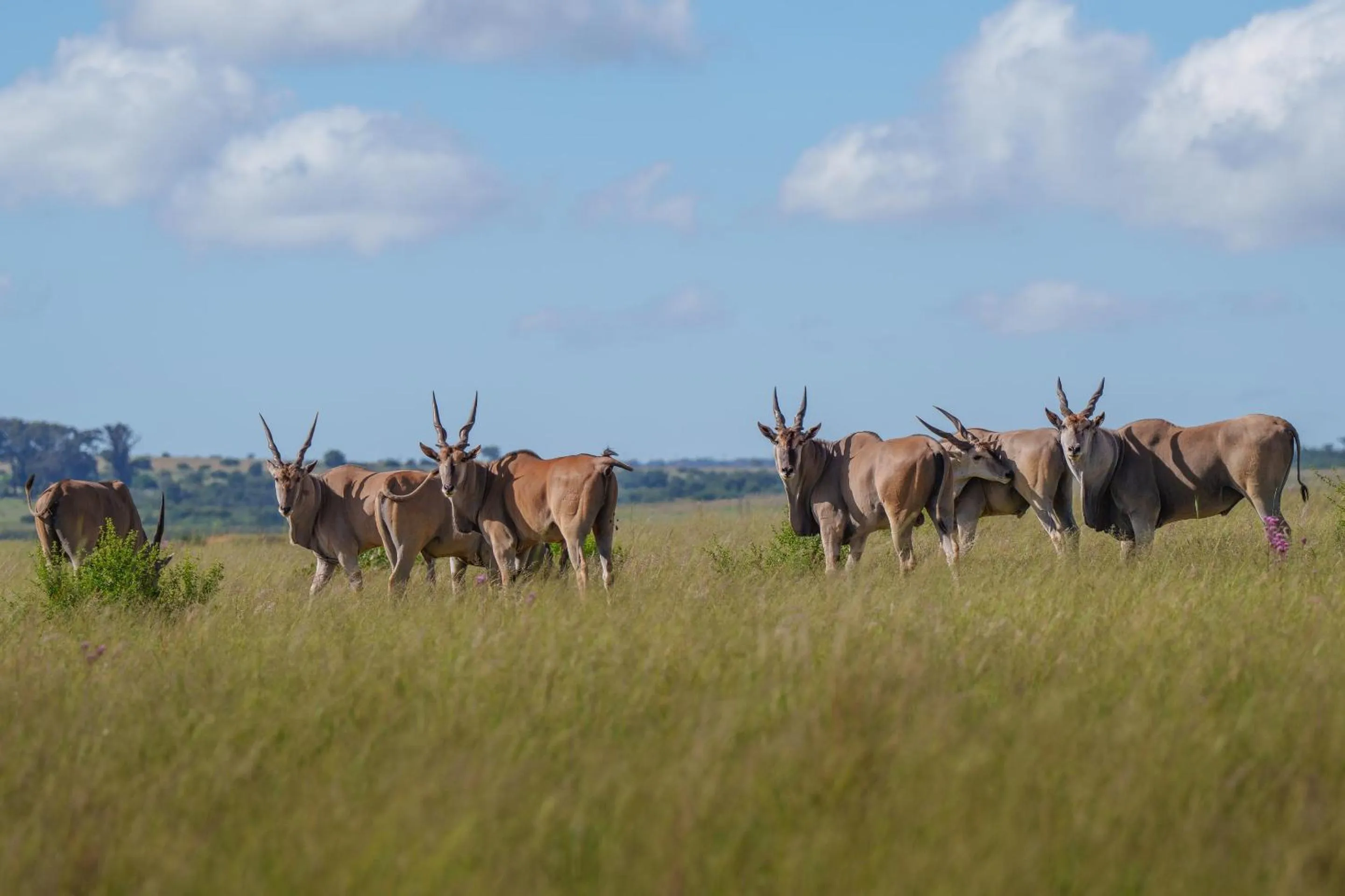 Day in Sediba Luxury Safari Lodge