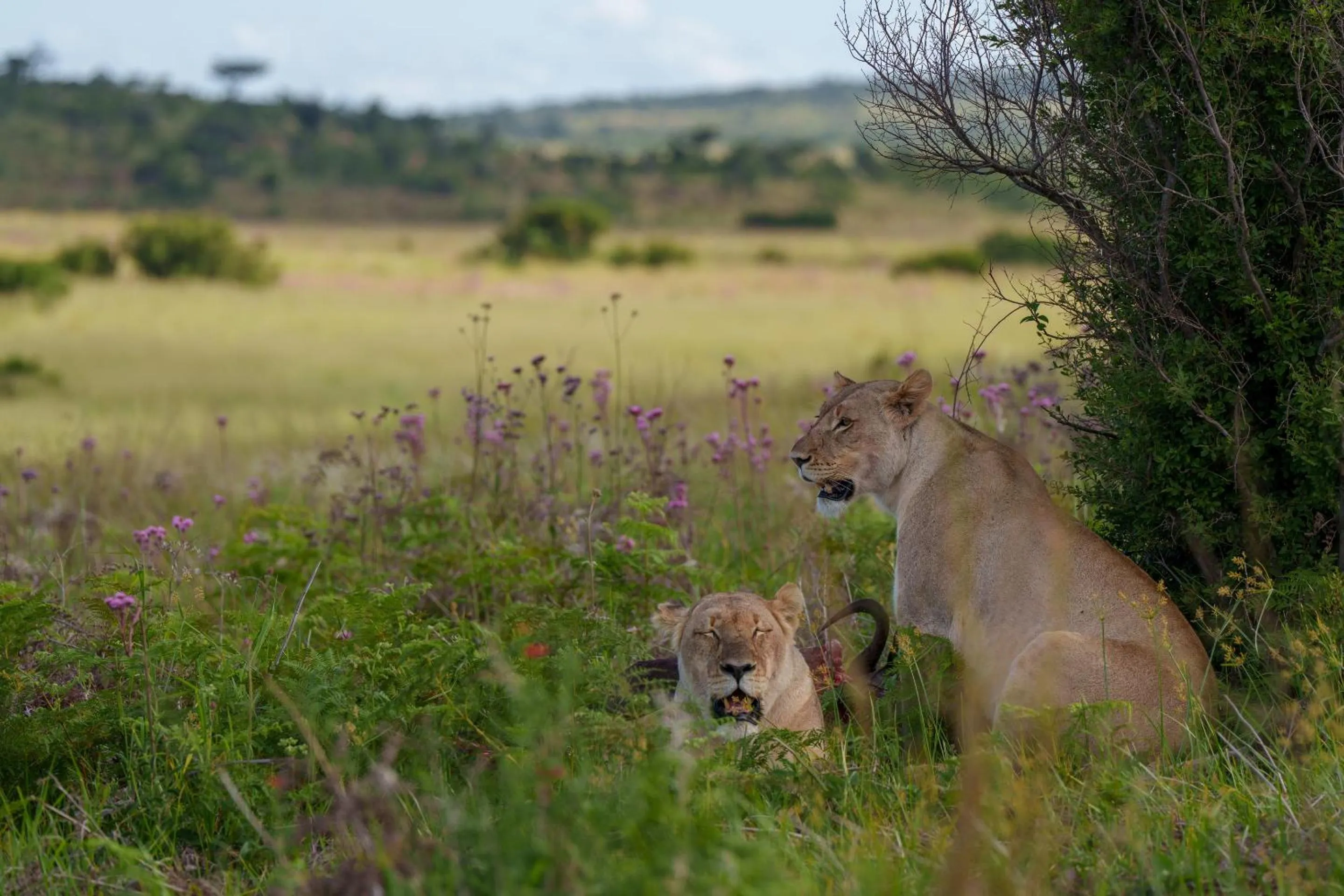 Animals in Sediba Luxury Safari Lodge