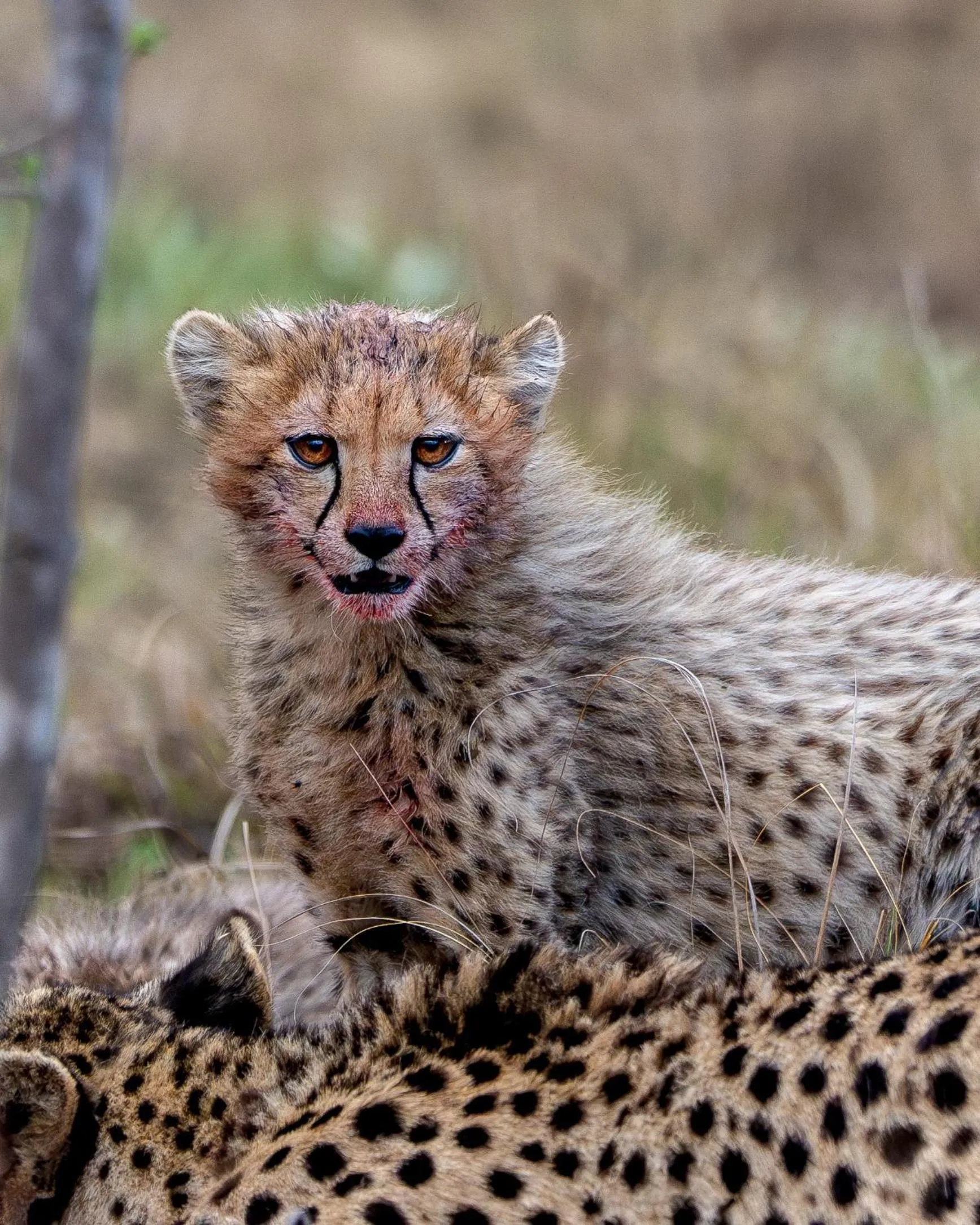 Animals in Sediba Luxury Safari Lodge
