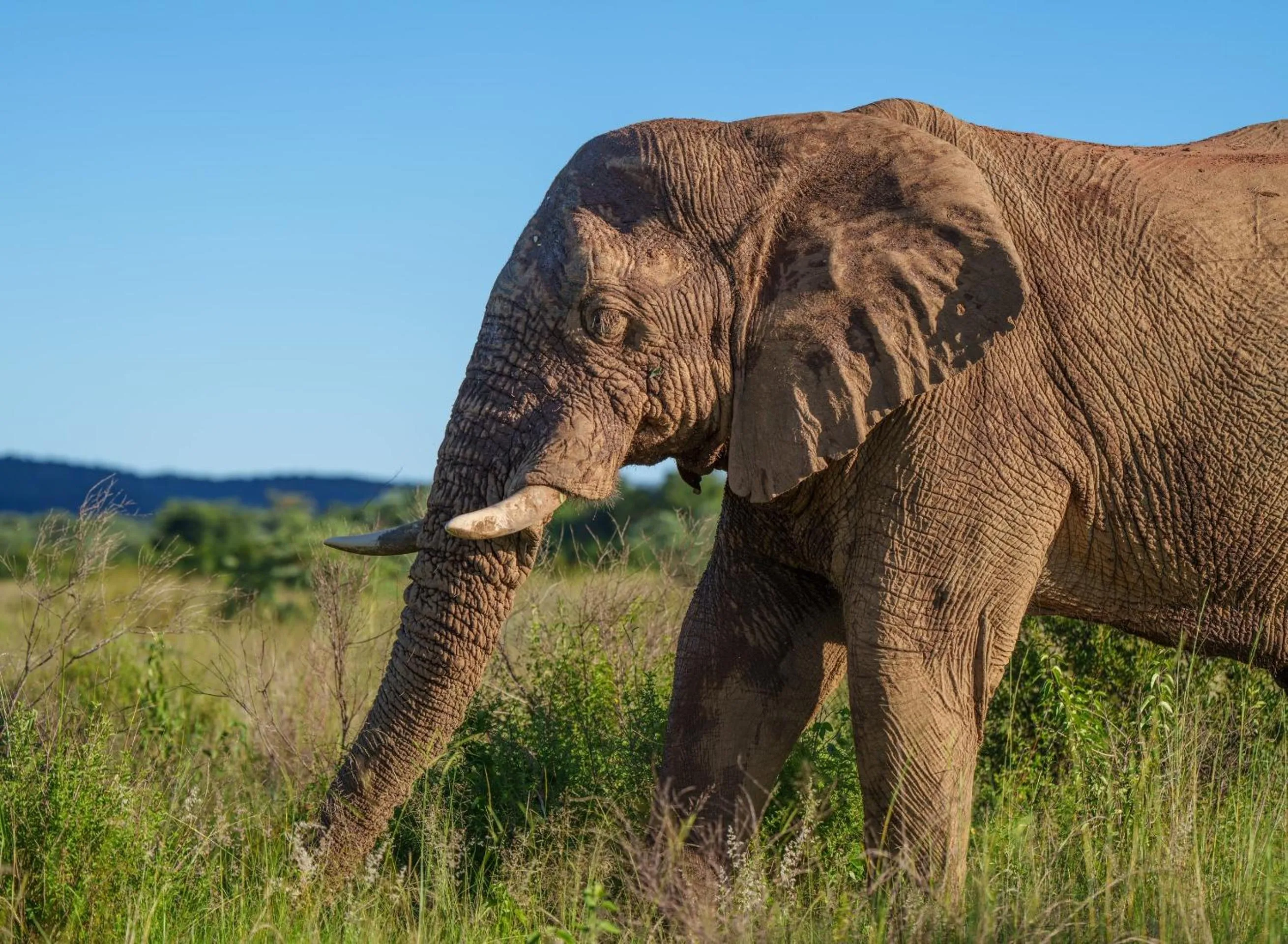 Animals in Sediba Luxury Safari Lodge