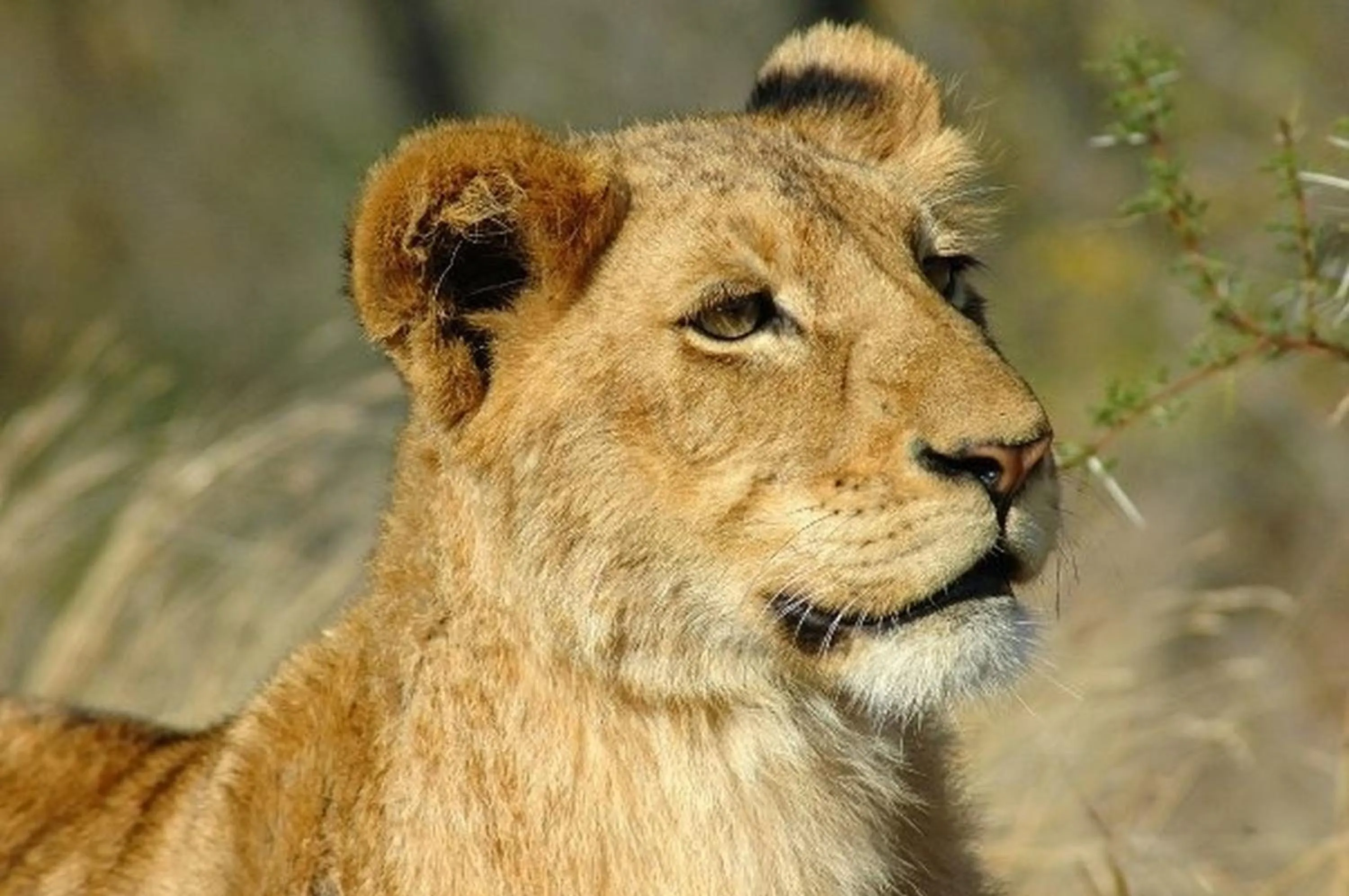 Day in Ngama Tented Safari Lodge